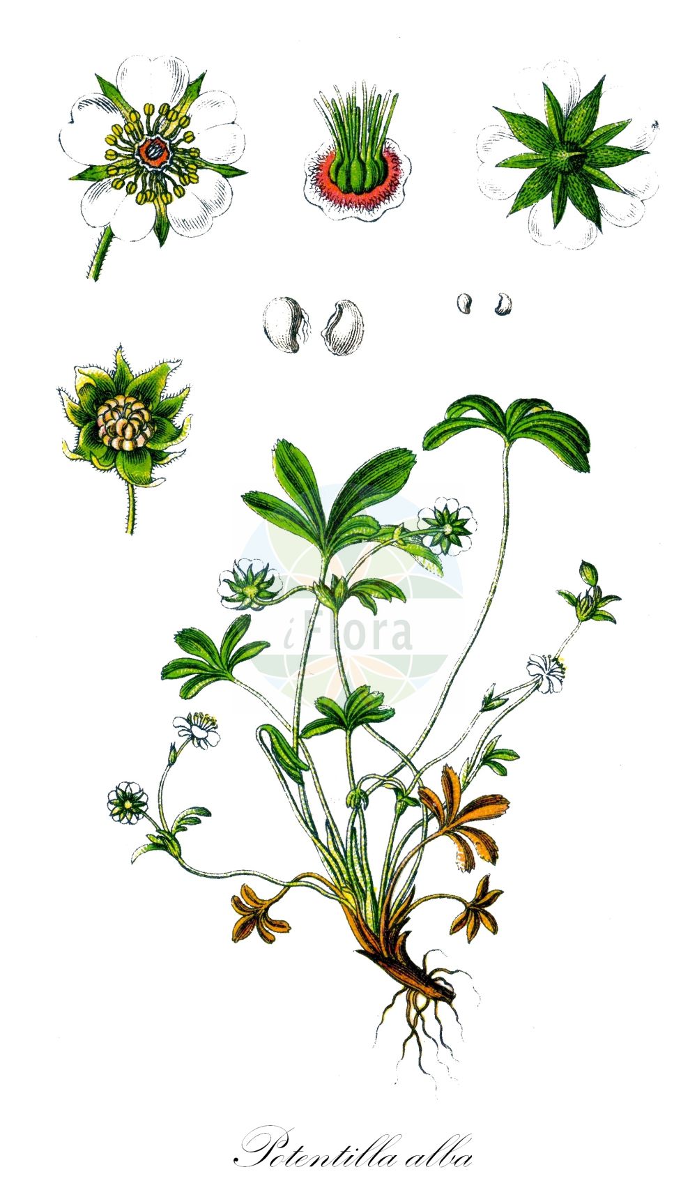 Historische Abbildung von Potentilla alba (Weißes Fingerkraut - White Cinquefoil). Das Bild zeigt Blatt, Bluete, Frucht und Same. ---- Historical Drawing of Potentilla alba (Weißes Fingerkraut - White Cinquefoil). The image is showing leaf, flower, fruit and seed.(Potentilla alba,Weißes Fingerkraut,White Cinquefoil,Dasiphora alba,Fragaria alba,Fragariastrum album,Potentilla alba,Potentilla cordata,Trichothalamus albus,Weisses Fingerkraut,White Cinquefoil,Potentilla,Fingerkraut,Cinquefoil,Rosaceae,Rosengewächse,Rose family,Blatt,Bluete,Frucht,Same,leaf,flower,fruit,seed,Sturm (1796f))