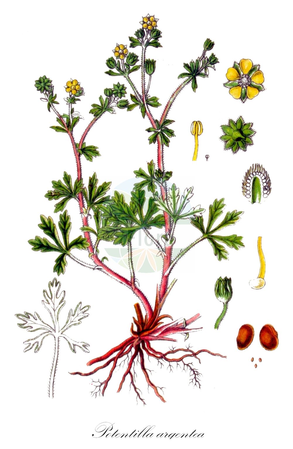 Historische Abbildung von Potentilla argentea (Silber-Fingerkraut - Hoary Cinquefoil). Das Bild zeigt Blatt, Bluete, Frucht und Same. ---- Historical Drawing of Potentilla argentea (Silber-Fingerkraut - Hoary Cinquefoil). The image is showing leaf, flower, fruit and seed.(Potentilla argentea,Silber-Fingerkraut,Hoary Cinquefoil,Fragaria argentea,Hypargyrium argentatum,Hypargyrium argenteum,Hypargyrium canum,Hypargyrium confine,Hypargyrium decumbens,Hypargyrium demissum,Hypargyrium tenuilobum,Pentaphyllum argenteum,Potentilla absinthifolia,Potentilla acutifida,Potentilla albipellis,Potentilla albovillosa,Potentilla argentata,Potentilla argentea,Potentilla cana,Potentilla candicans,Potentilla confinis,Potentilla decora,Potentilla decumbens,Potentilla demissa,Potentilla dissecta,Potentilla grandiceps,Potentilla incanescens,Potentilla leucochroa,Potentilla macrotoma,Potentilla magyarica,Potentilla minuta,Potentilla neglecta,Potentilla pseudocalabra,Potentilla septemsecta,Potentilla superlata,Potentilla tenerrima,Potentilla tenuiloba,Potentilla tephrodes,Potentilla tomentosa,Potentilla varia,Potentilla wallrothii,Potentilla wislicenii,Silber-Fingerkraut,Silber-Fingerkraut,Übersehenes Fingerkraut,Hoary Cinquefoil,Silver Cinquefoil,Silvery Cinquefoil,Potentilla,Fingerkraut,Cinquefoil,Rosaceae,Rosengewächse,Rose family,Blatt,Bluete,Frucht,Same,leaf,flower,fruit,seed,Sturm (1796f))