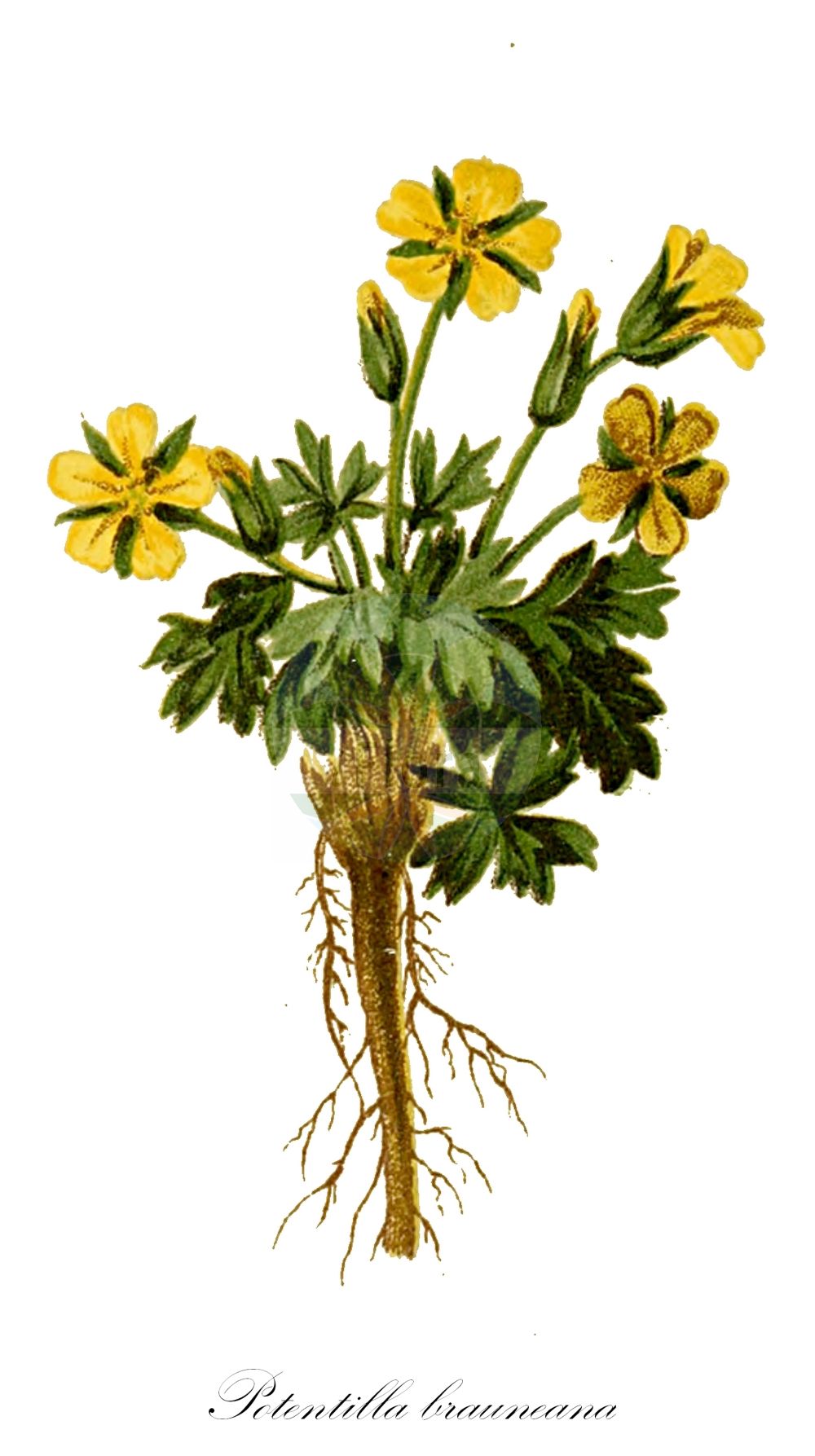 Historische Abbildung von Potentilla brauneana (Zwerg-Fingerkraut - Dwarf Cinquefoil). Das Bild zeigt Blatt, Bluete, Frucht und Same. ---- Historical Drawing of Potentilla brauneana (Zwerg-Fingerkraut - Dwarf Cinquefoil). The image is showing leaf, flower, fruit and seed.(Potentilla brauneana,Zwerg-Fingerkraut,Dwarf Cinquefoil,Dynamidium minimum,Fragaria dubia,Potentilla brauneana,Potentilla dubia,Potentilla minima,Zwerg-Fingerkraut,Dwarf Cinquefoil,Potentilla,Fingerkraut,Cinquefoil,Rosaceae,Rosengewächse,Rose family,Blatt,Bluete,Frucht,Same,leaf,flower,fruit,seed,Hartinger & von Dalla Torre (1806f))