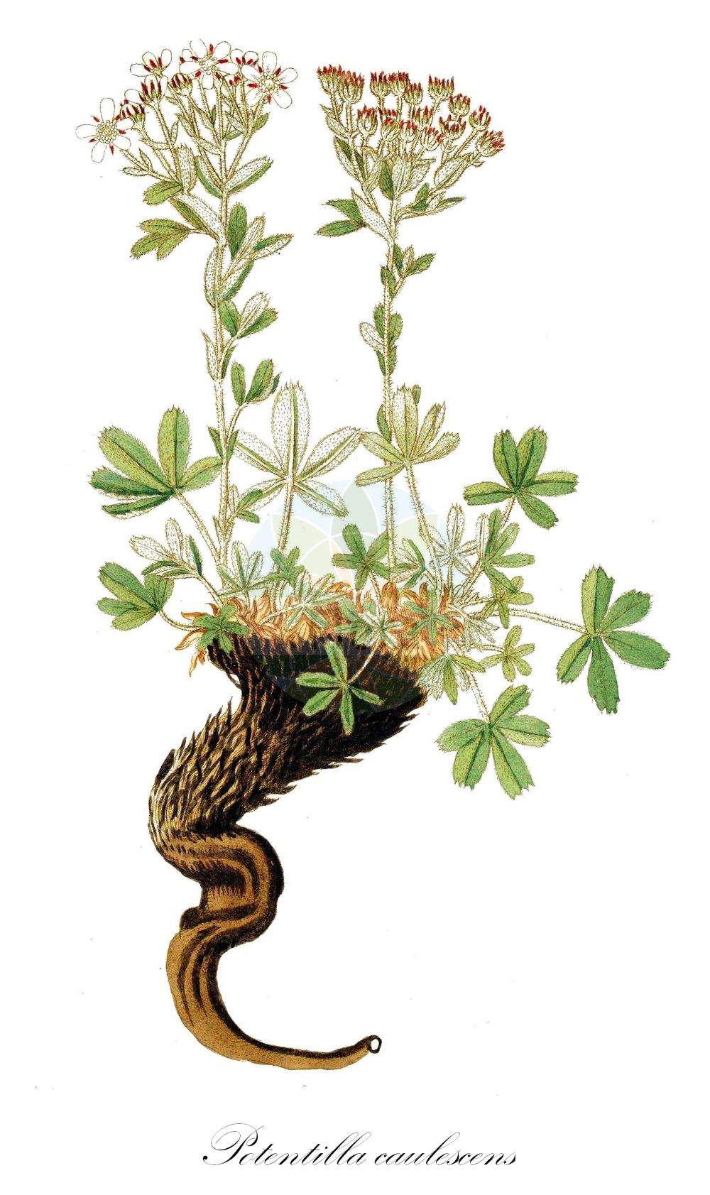 Historische Abbildung von Potentilla caulescens (Stängel-Fingerkraut - Lax Cinquefoil). Das Bild zeigt Blatt, Bluete, Frucht und Same. ---- Historical Drawing of Potentilla caulescens (Stängel-Fingerkraut - Lax Cinquefoil). The image is showing leaf, flower, fruit and seed.(Potentilla caulescens,Stängel-Fingerkraut,Lax Cinquefoil,Fragaria caulescens,Fragariastrum caulescens,Potentilla caulescens,Trichothalamus caulescens,Staengel-Fingerkraut,Kalkfelsen-Fingerkraut,Stengel-Fingerkraut,Lax Cinquefoil,Shrubby White Cinquefoil,Potentilla,Fingerkraut,Cinquefoil,Rosaceae,Rosengewächse,Rose family,Blatt,Bluete,Frucht,Same,leaf,flower,fruit,seed)