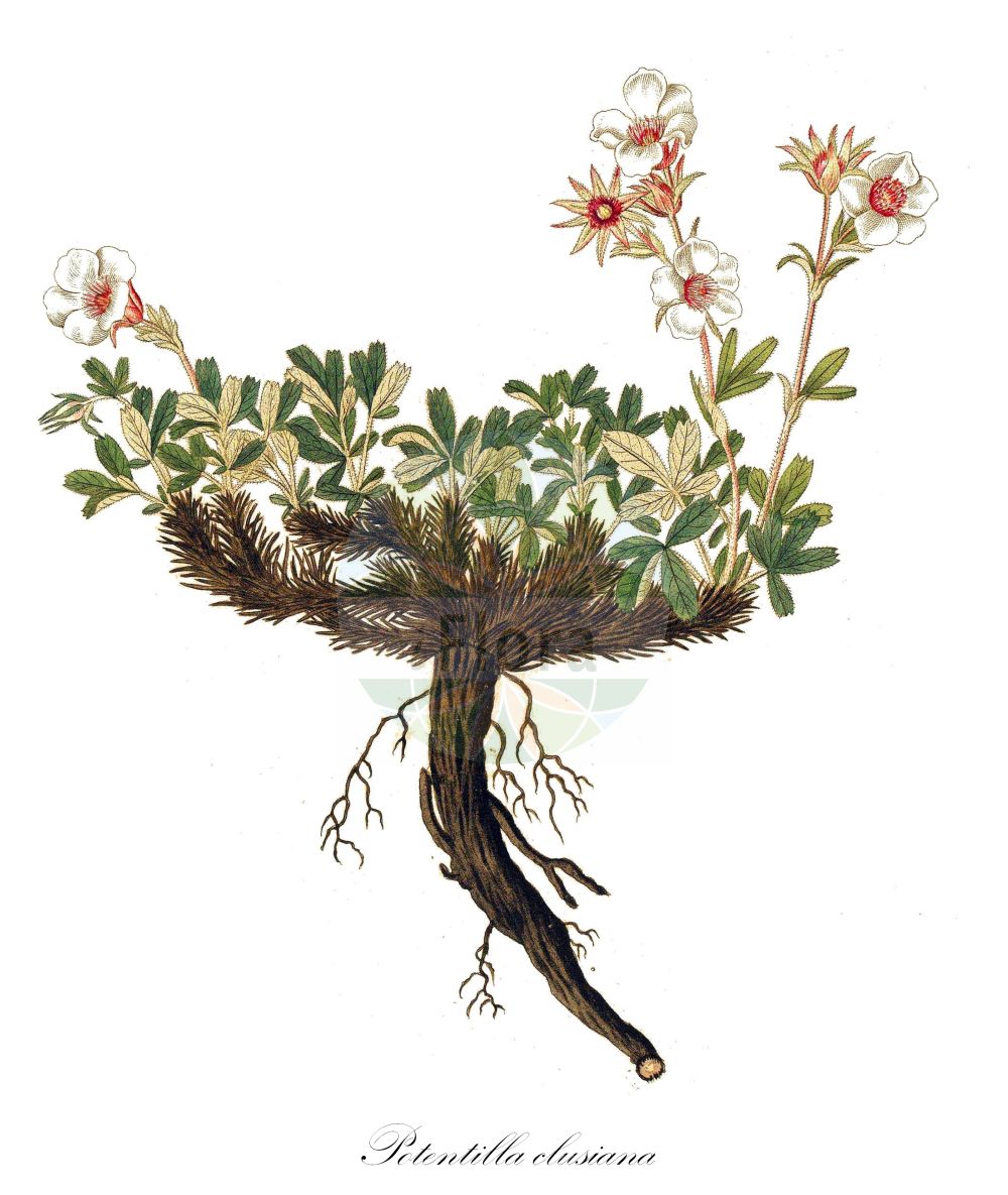Historische Abbildung von Potentilla clusiana (Tauern-Fingerkraut - Eastern Cinquefoil). Das Bild zeigt Blatt, Bluete, Frucht und Same. ---- Historical Drawing of Potentilla clusiana (Tauern-Fingerkraut - Eastern Cinquefoil). The image is showing leaf, flower, fruit and seed.(Potentilla clusiana,Tauern-Fingerkraut,Eastern Cinquefoil,Fragariastrum clusianum,Potentilla clusiana,Trichothalamus clusianus,Tauern-Fingerkraut,Clusius-Fingerkraut,Ostalpen-Fingerkraut,Eastern Cinquefoil,Potentilla,Fingerkraut,Cinquefoil,Rosaceae,Rosengewächse,Rose family,Blatt,Bluete,Frucht,Same,leaf,flower,fruit,seed)