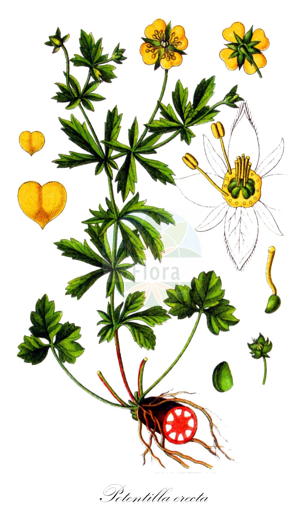 Historische Abbildung von Potentilla erecta (Blutwurz - Tormentil). Das Bild zeigt Blatt, Bluete, Frucht und Same. ---- Historical Drawing of Potentilla erecta (Blutwurz - Tormentil). The image is showing leaf, flower, fruit and seed.(Potentilla erecta,Blutwurz,Tormentil,Fragaria tormentilla,Chaenomeles japonica,Geum macrophyllum,Acaena novae-zelandiae,Spiraea media,Cotoneaster pannosus,Cotoneaster sternianus,Cotoneaster salicifolius,Potentilla dacica,Potentilla divergens,Potentilla erecta,Potentilla favratii,Potentilla laeta,Potentilla monacensis,Potentilla officinalis,Potentilla sciaphila,Potentilla strictissima,Potentilla sylvestris,Potentilla tetrapetala,Potentilla tormentilla,Tormentilla adstringens,Tormentilla alpina,Tormentilla dissecta,Tormentilla divergens,Tormentilla erecta,Tormentilla ericetorum,Tormentilla gracilis,Tormentilla montana,Tormentilla nodosa,Tormentilla officinalis,Tormentilla officinarum,Tormentilla orophila,Tormentilla parviflora,Tormentilla recta,Tormentilla sessilifolia,Tormentilla sylvestris,Tormentilla vulgaris,Blutwurz,Tormentille,Tormentil,Bloodroot,Erect Cinquefoil,Bloodwort,Common Tormentil,Potentilla,Fingerkraut,Cinquefoil,Rosaceae,Rosengewächse,Rose family,Blatt,Bluete,Frucht,Same,leaf,flower,fruit,seed,Sturm (1796f))