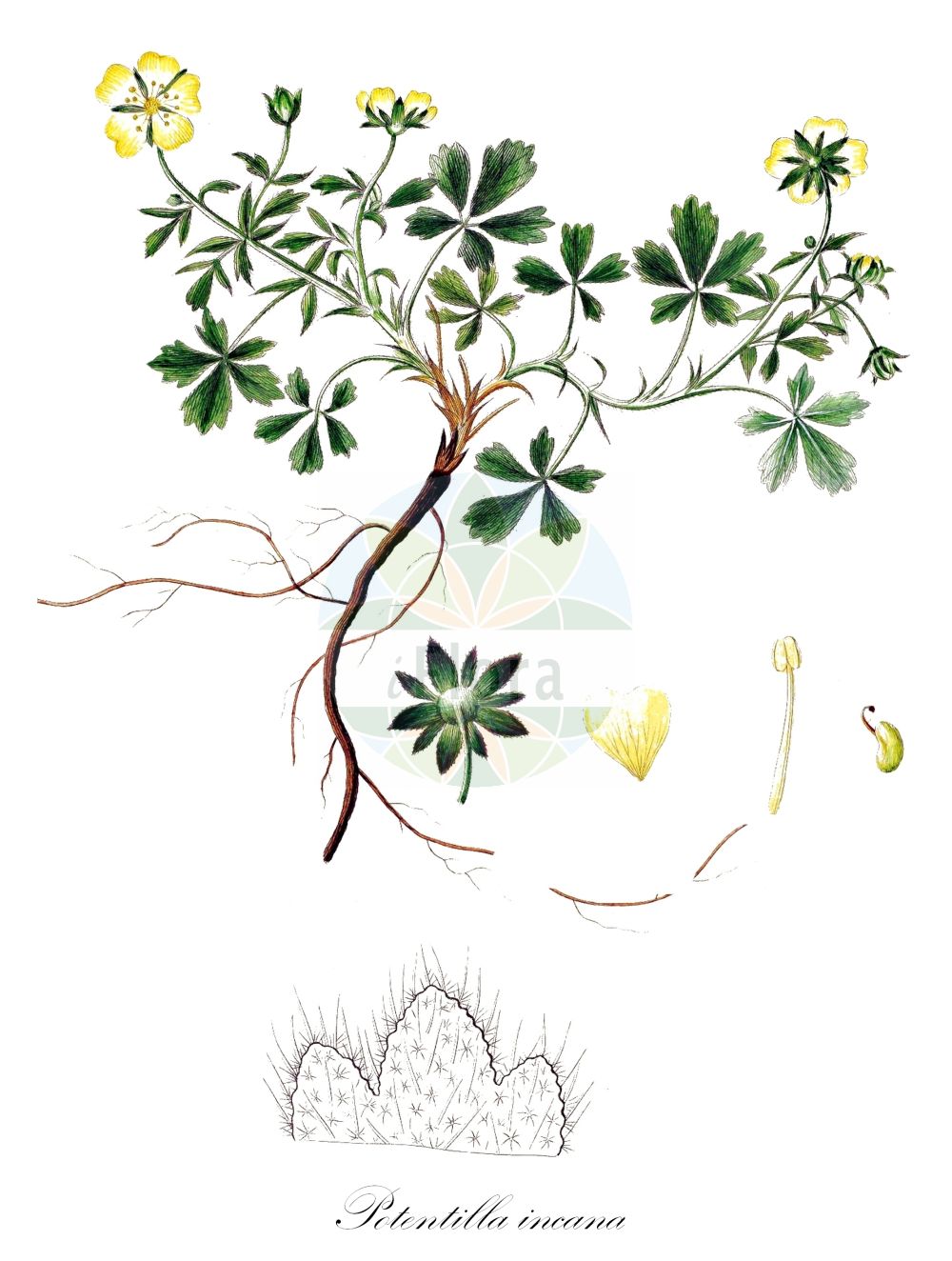 Historische Abbildung von Potentilla incana (Sand-Fingerkraut - Ashy Cinquefoil). Das Bild zeigt Blatt, Bluete, Frucht und Same. ---- Historical Drawing of Potentilla incana (Sand-Fingerkraut - Ashy Cinquefoil). The image is showing leaf, flower, fruit and seed.(Potentilla incana,Sand-Fingerkraut,Ashy Cinquefoil,Potentilla incana,Potentilla maculata,Potentilla stellulata,Potentilla verna subsp. incana,Sand-Fingerkraut,Ashy Cinquefoil,Grey Cinquefoil,Potentilla,Fingerkraut,Cinquefoil,Rosaceae,Rosengewächse,Rose family,Blatt,Bluete,Frucht,Same,leaf,flower,fruit,seed,Oeder (1761-1883))