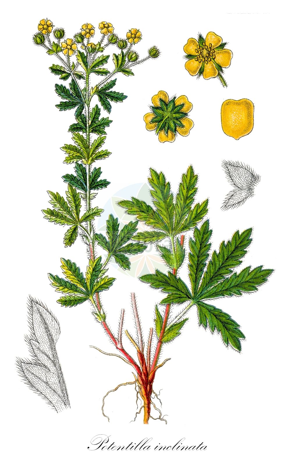 Historische Abbildung von Potentilla inclinata (Graues Fingerkraut - Grey Cinquefoil). Das Bild zeigt Blatt, Bluete, Frucht und Same. ---- Historical Drawing of Potentilla inclinata (Graues Fingerkraut - Grey Cinquefoil). The image is showing leaf, flower, fruit and seed.(Potentilla inclinata,Graues Fingerkraut,Grey Cinquefoil,Hypargyrium subrectum,Potentilla arthuriana,Potentilla assurgens,Potentilla baumgarteniana,Potentilla bohemica,Potentilla canescens,Potentilla curvidens,Potentilla dichtliana,Potentilla fissidens,Potentilla hungarica,Potentilla impolita,Potentilla inclinata,Potentilla loddigesii,Potentilla pletvarensis,Potentilla podolica,Potentilla polyodonta,Potentilla sadleri,Potentilla subrecta,Potentilla uechtritzii,Potentilla vinosa,Graues Fingerkraut,Grey Cinquefoil,Ashy Cinquefoil,Potentilla,Fingerkraut,Cinquefoil,Rosaceae,Rosengewächse,Rose family,Blatt,Bluete,Frucht,Same,leaf,flower,fruit,seed,Sturm (1796f))