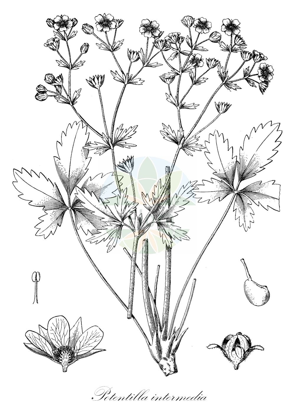 Historische Abbildung von Potentilla intermedia (Mittleres Fingerkraut - Russian Cinquefoil). Das Bild zeigt Blatt, Bluete, Frucht und Same. ---- Historical Drawing of Potentilla intermedia (Mittleres Fingerkraut - Russian Cinquefoil). The image is showing leaf, flower, fruit and seed.(Potentilla intermedia,Mittleres Fingerkraut,Russian Cinquefoil,Potentilla diffusa,Potentilla digitatoflabellata,Potentilla heidenreichii,Potentilla intermedia,Potentilla ruthenica,Potentilla visurgina,Mittleres Fingerkraut,Russian Cinquefoil,Downy Cinquefoil,Potentilla,Fingerkraut,Cinquefoil,Rosaceae,Rosengewächse,Rose family,Blatt,Bluete,Frucht,Same,leaf,flower,fruit,seed,Rydberg (1898))