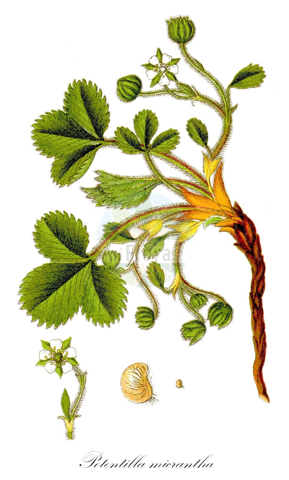 Historische Abbildung von Potentilla micrantha (Kleinblütiges Fingerkraut - Pink Barren Strawberry). Das Bild zeigt Blatt, Bluete, Frucht und Same. ---- Historical Drawing of Potentilla micrantha (Kleinblütiges Fingerkraut - Pink Barren Strawberry). The image is showing leaf, flower, fruit and seed.(Potentilla micrantha,Kleinblütiges Fingerkraut,Pink Barren Strawberry,Fraga micrantha,Fragaria breviscapa,Fragaria micrantha,Fragariastrum micranthum,Potentilla breviscapa,Potentilla fragaria,Potentilla micrantha,Potentilla parviflora,Potentilla tineoi,Kleinbluetiges Fingerkraut,Pink Barren Strawberry,Potentilla,Fingerkraut,Cinquefoil,Rosaceae,Rosengewächse,Rose family,Blatt,Bluete,Frucht,Same,leaf,flower,fruit,seed,Sturm (1796f))