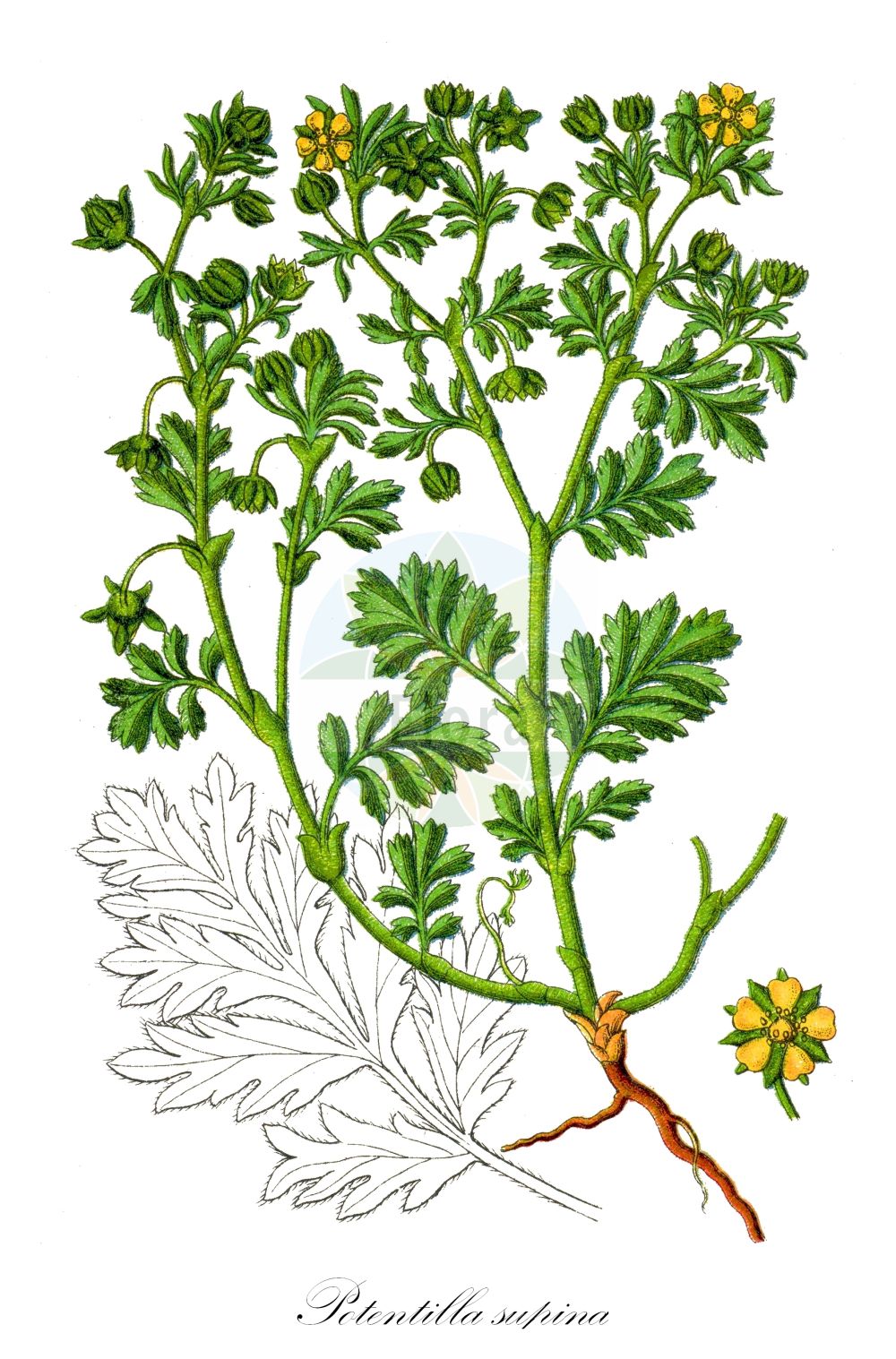 Historische Abbildung von Potentilla supina (Niedriges Fingerkraut - Paradox Cinquefoil). Das Bild zeigt Blatt, Bluete, Frucht und Same. ---- Historical Drawing of Potentilla supina (Niedriges Fingerkraut - Paradox Cinquefoil). The image is showing leaf, flower, fruit and seed.(Potentilla supina,Niedriges Fingerkraut,Paradox Cinquefoil,Argentina supina,Comarum flavum,Comarum supinum,Fragaria supina,Potentilla cicutariifolia,Potentilla obovata,Potentilla supina,Tridophyllum supinum,Niedriges Fingerkraut,Paradox Cinquefoil,Prostrate Cinquefoil,Potentilla,Fingerkraut,Cinquefoil,Rosaceae,Rosengewächse,Rose family,Blatt,Bluete,Frucht,Same,leaf,flower,fruit,seed,Sturm (1796f))
