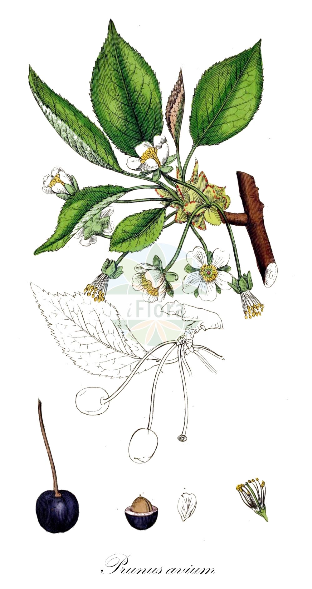 Historische Abbildung von Prunus avium (Vogel-Kirsche - Wild Cherry). Das Bild zeigt Blatt, Bluete, Frucht und Same. ---- Historical Drawing of Prunus avium (Vogel-Kirsche - Wild Cherry). The image is showing leaf, flower, fruit and seed.(Prunus avium,Vogel-Kirsche,Wild Cherry,Cerasus avicularis,Cerasus avium,Cerasus dulcis,Cerasus duracina,Cerasus hortensis,Cerasus juliana,Cerasus nigra,Cerasus nigricans,Cerasus silvestris,Cerasus varia,Druparia avium,Prunus avium,Prunus duracina,Prunus juliana,Prunus nigricans,Prunus varia,Vogel-Kirsche,Wild-Kirsche,Wild Cherry,Cherry,Gean,Mazzard,Sweet Cherry,Prunus,Kirsche,Plum,Rosaceae,Rosengewächse,Rose family,Blatt,Bluete,Frucht,Same,leaf,flower,fruit,seed,Sowerby (1790-1813))