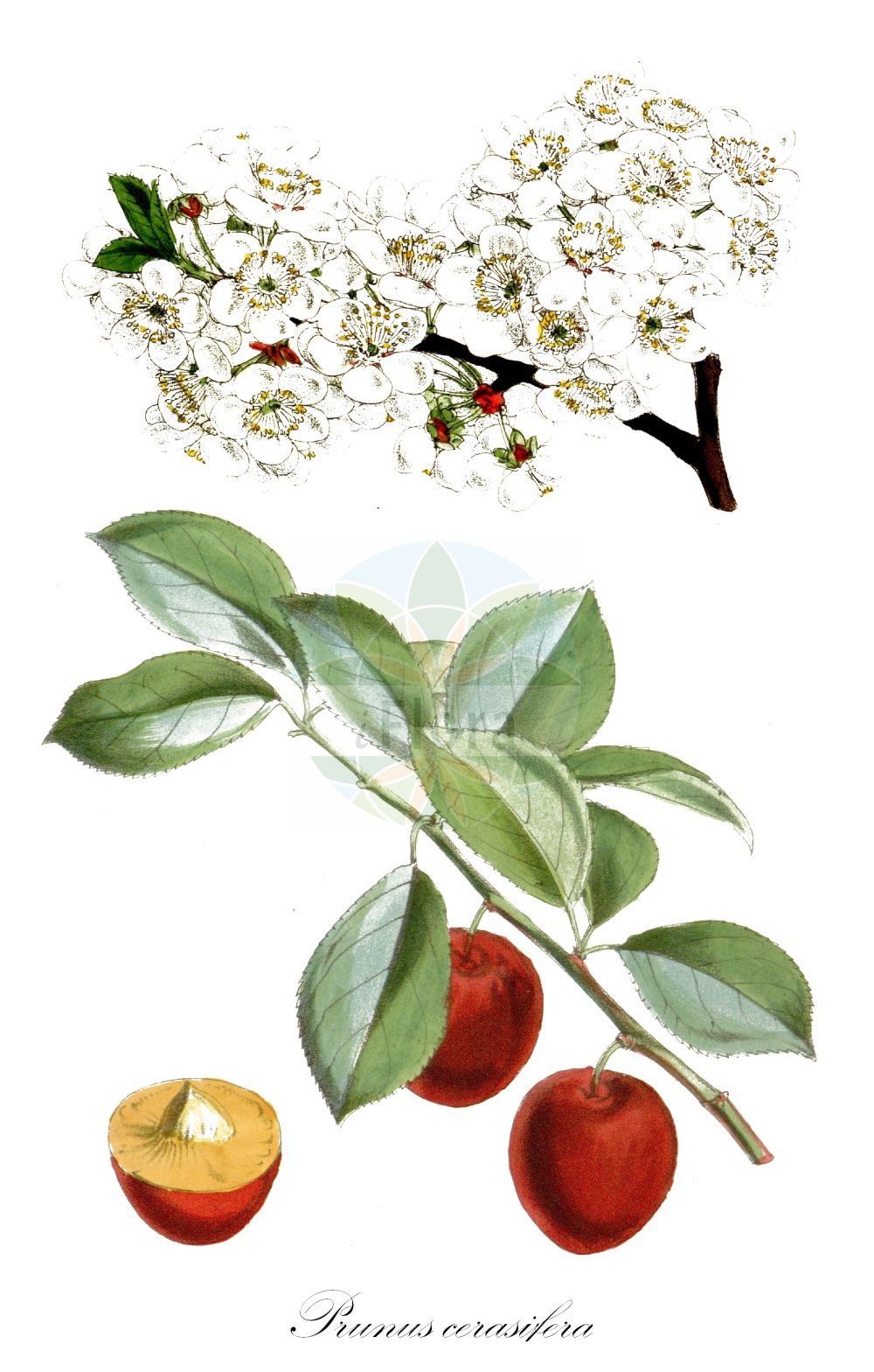Historische Abbildung von Prunus cerasifera (Kirschpflaume - Cherry Plum). Das Bild zeigt Blatt, Bluete, Frucht und Same. ---- Historical Drawing of Prunus cerasifera (Kirschpflaume - Cherry Plum). The image is showing leaf, flower, fruit and seed.(Prunus cerasifera,Kirschpflaume,Cherry Plum,Padus racemosa,Prunus caspica,Prunus cerasifera,Prunus divaricata,Prunus monticola,Prunus myrobalana,Prunus pissardii,Prunus sogdiana,Kirschpflaume,Myrobalane,Cherry Plum,Myrobalan Plum,Prunus,Kirsche,Plum,Rosaceae,Rosengewächse,Rose family,Blatt,Bluete,Frucht,Same,leaf,flower,fruit,seed,Fitch (1871))