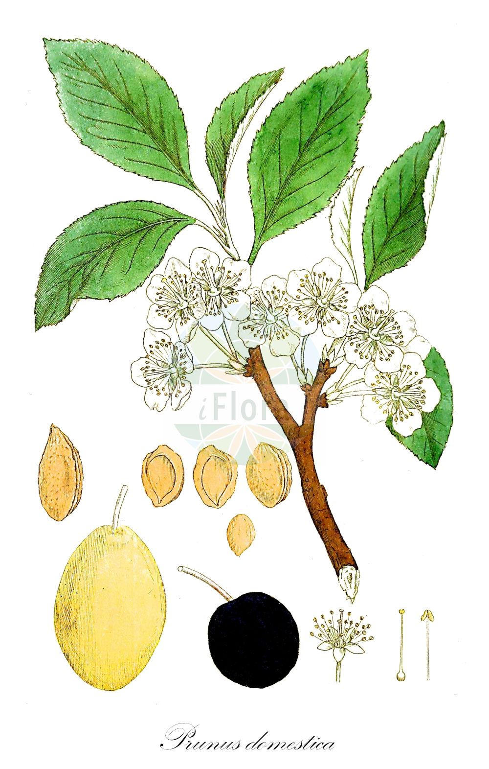 Historische Abbildung von Prunus domestica (Gewöhnliche Pflaume - Wild Plum). Das Bild zeigt Blatt, Bluete, Frucht und Same. ---- Historical Drawing of Prunus domestica (Gewöhnliche Pflaume - Wild Plum). The image is showing leaf, flower, fruit and seed.(Prunus domestica,Gewöhnliche Pflaume,Wild Plum,Prunus communis,Prunus domestica,Prunus domestica subsp. prisca,Gewoehnliche Pflaume,findekeinenNamen,Hafer-Pflaume,Zwetsche,Zwetschge,Zwetschke,Wild Plum,European Plum,Garden Plum,Plum,Prunus,Kirsche,Plum,Rosaceae,Rosengewächse,Rose family,Blatt,Bluete,Frucht,Same,leaf,flower,fruit,seed,Svensk Botanik (Svensk Botanik))