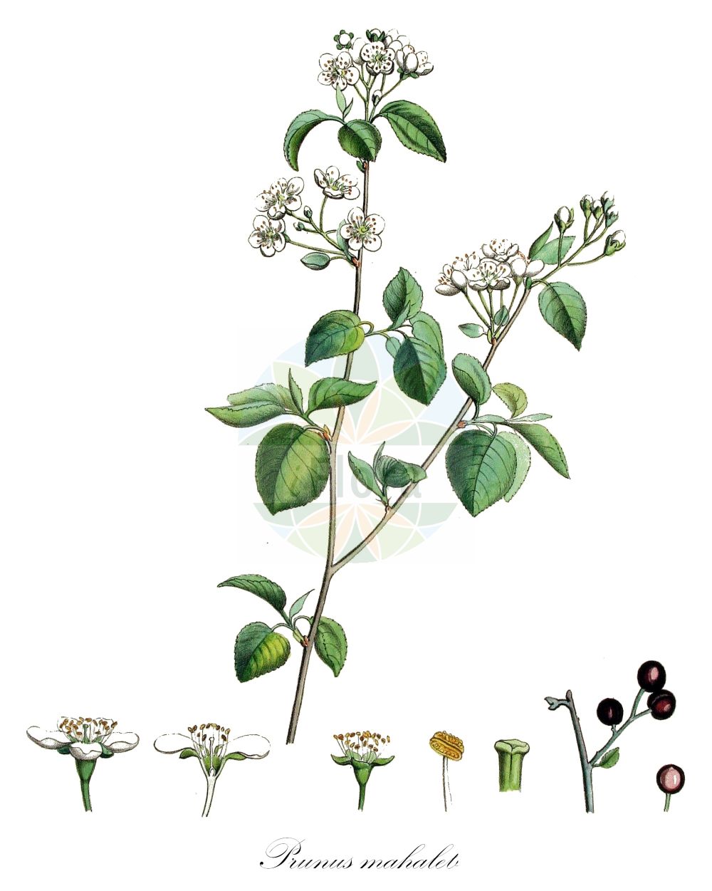 Historische Abbildung von Prunus mahaleb (Stein-Weichsel - St Lucie Cherry). Das Bild zeigt Blatt, Bluete, Frucht und Same. ---- Historical Drawing of Prunus mahaleb (Stein-Weichsel - St Lucie Cherry). The image is showing leaf, flower, fruit and seed.(Prunus mahaleb,Stein-Weichsel,St Lucie Cherry,Cerasus mahaleb,Druparia mahaleb,Padellus mahaleb,Padus mahaleb,Prunus mahaleb,Prunus odorata,Stein-Weichsel,Weichsel-Kirsche,St Lucie Cherry,Mahaleb Cherry,Rock Cherry,Saint Lucie Cherry,St Lucie's Cherry,Prunus,Kirsche,Plum,Rosaceae,Rosengewächse,Rose family,Blatt,Bluete,Frucht,Same,leaf,flower,fruit,seed,Kops (1800-1934))