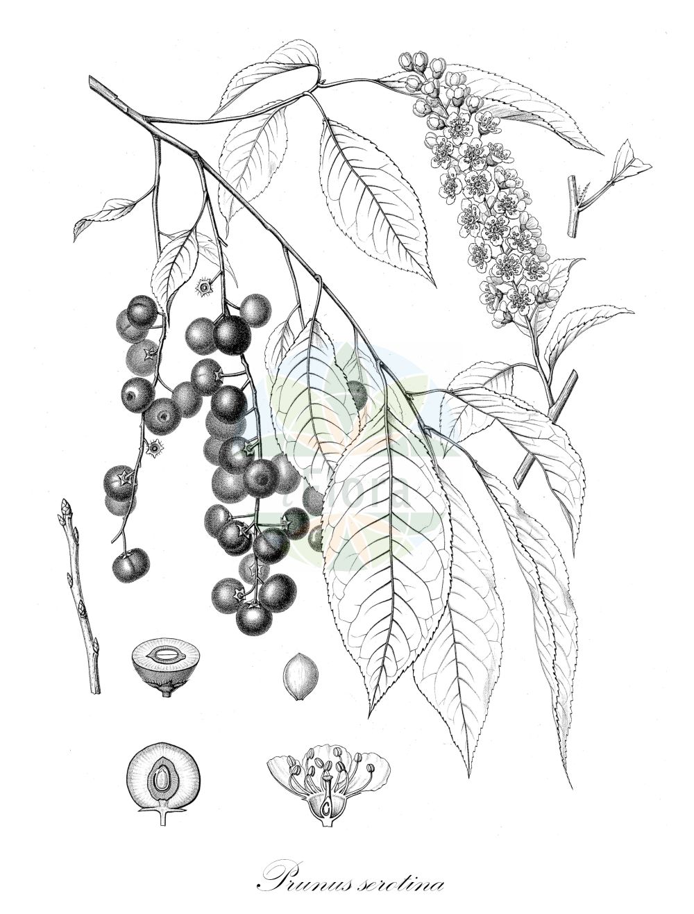 Historische Abbildung von Prunus serotina (Späte Traubenkirsche - Rum Cherry). Das Bild zeigt Blatt, Bluete, Frucht und Same. ---- Historical Drawing of Prunus serotina (Späte Traubenkirsche - Rum Cherry). The image is showing leaf, flower, fruit and seed.(Prunus serotina,Späte Traubenkirsche,Rum Cherry,Cerasus serotina,Padus capuli,Padus serotina,Prunus capuli,Prunus serotina,Spaete Traubenkirsche,Amerikanische Trauben-Kirsche,Spaetbluehende Trauben-Kirsche,Rum Cherry,Cabinet Cherry,Whiskey Cherry,Wild Black Cherry,Wild Cherry,Black Cherry,Whisky Cherry,Prunus,Kirsche,Plum,Rosaceae,Rosengewächse,Rose family,Blatt,Bluete,Frucht,Same,leaf,flower,fruit,seed,Sargent (1891-1902))