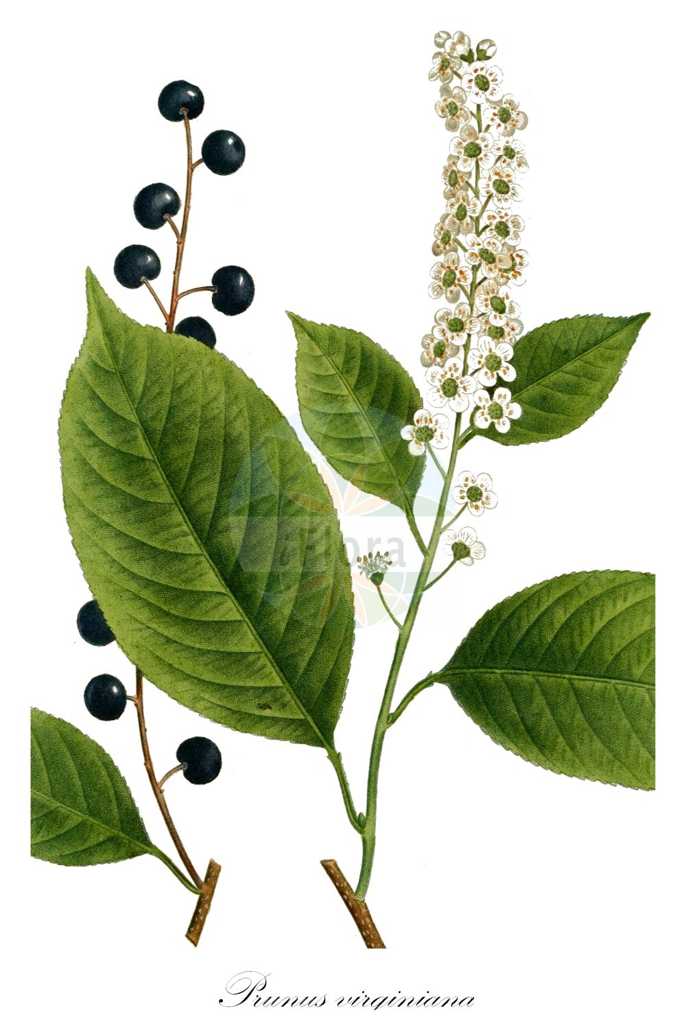 Historische Abbildung von Prunus virginiana (Virginische Trauben-Kirsche - Chokecherry). Das Bild zeigt Blatt, Bluete, Frucht und Same. ---- Historical Drawing of Prunus virginiana (Virginische Trauben-Kirsche - Chokecherry). The image is showing leaf, flower, fruit and seed.(Prunus virginiana,Virginische Trauben-Kirsche,Chokecherry,Padus rubra,Padus virginiana,Prunus virginiana,Prunus virginica,Virginische Trauben-Kirsche,Chokecherry,Common Chokecherry,Prunus,Kirsche,Plum,Rosaceae,Rosengewächse,Rose family,Blatt,Bluete,Frucht,Same,leaf,flower,fruit,seed,Michaux (1817-1819))