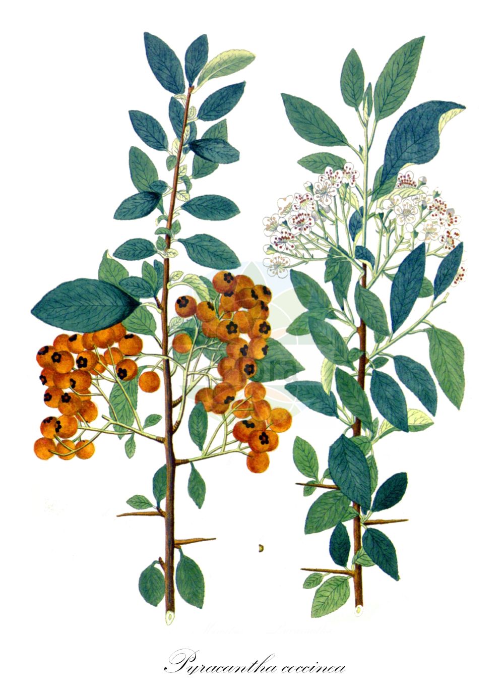 Historische Abbildung von Pyracantha coccinea (Firethorn). Das Bild zeigt Blatt, Bluete, Frucht und Same. ---- Historical Drawing of Pyracantha coccinea (Firethorn). The image is showing leaf, flower, fruit and seed.(Pyracantha coccinea,Firethorn,Cotoneaster pyracantha,Crataegus dumosa,Crataegus pauciflora,Crataegus pyracantha,Gymnopyrenium pyracantha,Mespilus pauciflora,Mespilus pyracantha,Oxyacantha amygdalifolia,Pyracantha coccinea,Pyracantha lucida,Pyracantha pauciflora,Pyracantha spinosa,Pyracantha vulgaris,Timbalia pyracantha,Pyracantha,Rosaceae,Rosengewächse,Rose family,Blatt,Bluete,Frucht,Same,leaf,flower,fruit,seed,Krauss (1802f))