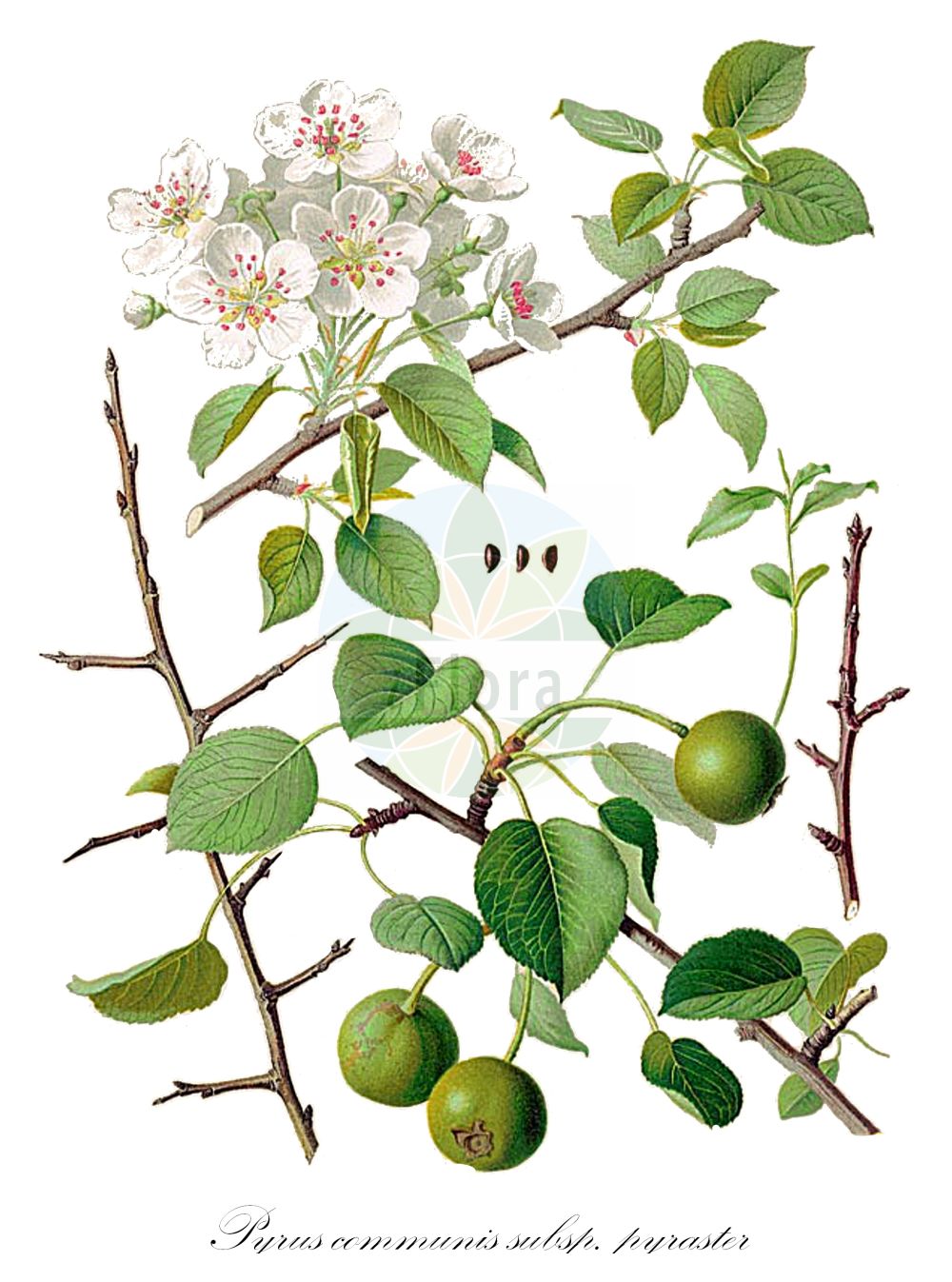 Historische Abbildung von Pyrus communis subsp. pyraster (Wildbirne - Wild Pear). Das Bild zeigt Blatt, Bluete, Frucht und Same. ---- Historical Drawing of Pyrus communis subsp. pyraster (Wildbirne - Wild Pear). The image is showing leaf, flower, fruit and seed.(Pyrus communis subsp. pyraster,Wildbirne,Wild Pear,Pyrus sylvester,Wildbirne,Holz-Birne,Wild Pear,European Wild Pear,Pyrus,Birne,Pear,Rosaceae,Rosengewächse,Rose family,Blatt,Bluete,Frucht,Same,leaf,flower,fruit,seed,Hempel & Wilhelm (1889))