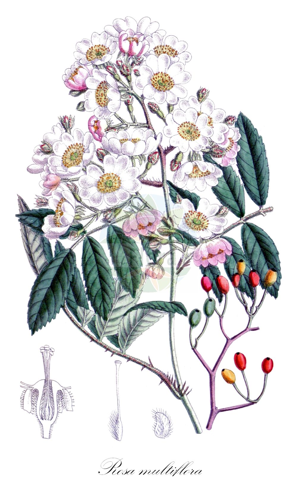 Historische Abbildung von Rosa multiflora (Many-flowered Rose). Das Bild zeigt Blatt, Bluete, Frucht und Same. ---- Historical Drawing of Rosa multiflora (Many-flowered Rose). The image is showing leaf, flower, fruit and seed.(Rosa multiflora,Many-flowered Rose,Rosa multiflora,Rosa,Rose,Rose,Rosaceae,Rosengewächse,Rose family,Blatt,Bluete,Frucht,Same,leaf,flower,fruit,seed)