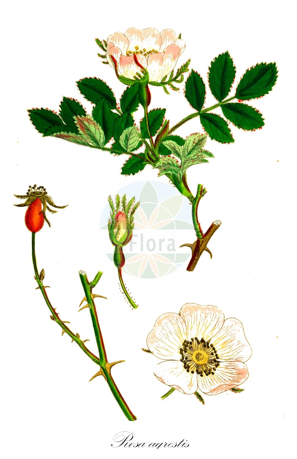 Historische Abbildung von Rosa agrestis (Feld-Rose - Small-leaved Sweet-Briar). Das Bild zeigt Blatt, Bluete, Frucht und Same. ---- Historical Drawing of Rosa agrestis (Feld-Rose - Small-leaved Sweet-Briar). The image is showing leaf, flower, fruit and seed.(Rosa agrestis,Feld-Rose,Small-leaved Sweet-Briar,Chabertia sepium,Rosa abscondita,Rosa agrestis,Rosa albiflora,Rosa arvatica,Rosa beylei,Rosa bohemica,Rosa borhekiana,Rosa chionistrae,Rosa densiflora,Rosa denudata,Rosa druentica,Rosa elatior,Rosa floribunda,Rosa gizellae,Rosa haringiana,Rosa koslowskii,Rosa kostrakiewiczii,Rosa mentita,Rosa micranthoides,Rosa obversa,Rosa pseudosepium,Rosa pubescens,Rosa schlosseri,Rosa schulzei,Rosa semisepium,Rosa sepioides,Rosa spathulifolia,Rosa vinodora,Rosa virgultorum,Rosa vistulana,Feld-Rose,Small-leaved Sweet-Briar,Field Briar,Rosa,Rose,Rose,Rosaceae,Rosengewächse,Rose family,Blatt,Bluete,Frucht,Same,leaf,flower,fruit,seed,Sowerby (1790-1813))