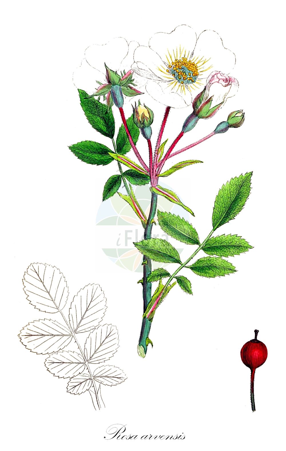 Historische Abbildung von Rosa arvensis (Kriechende Rose - Field-rose). Das Bild zeigt Blatt, Bluete, Frucht und Same. ---- Historical Drawing of Rosa arvensis (Kriechende Rose - Field-rose). The image is showing leaf, flower, fruit and seed.(Rosa arvensis,Kriechende Rose,Field-rose,Ripartia repens,Rosa arvensis,Rosa baldensis,Rosa brippii,Rosa capreolata,Rosa commiserata,Rosa erronea,Rosa fastigiata,Rosa halleri,Rosa herporhodon,Rosa ovata,Rosa phalacropoda,Rosa reptans,Rosa seperina,Rosa serpens,Rosa sylvestris,Kriechende Rose,Kriech-Rose,Wald-Rose,Field-rose,Ayrshire Rose,Trailing Rose,Rosa,Rose,Rose,Rosaceae,Rosengewächse,Rose family,Blatt,Bluete,Frucht,Same,leaf,flower,fruit,seed,Sowerby (1790-1813))