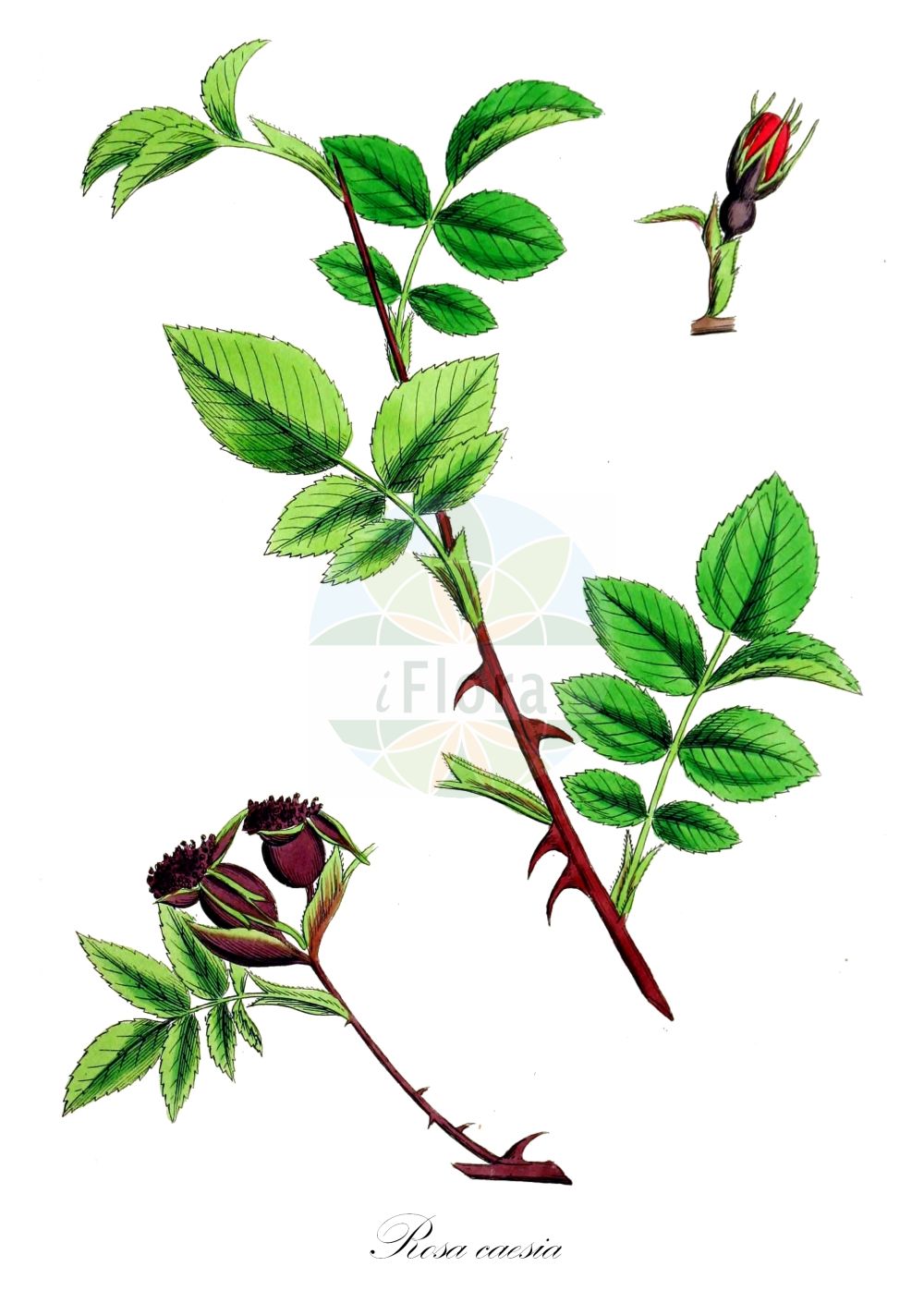 Historische Abbildung von Rosa caesia (Lederblatt-Rose - Hairy Dog-rose). Das Bild zeigt Blatt, Bluete, Frucht und Same. ---- Historical Drawing of Rosa caesia (Lederblatt-Rose - Hairy Dog-rose). The image is showing leaf, flower, fruit and seed.(Rosa caesia,Lederblatt-Rose,Hairy Dog-rose,Rosa bellevallis,Rosa bovernieriana,Rosa bractescens,Rosa caesia,Rosa celerata,Rosa cerasifera,Rosa complens,Rosa coriifolia,Rosa cryptopoda,Rosa dybowskii,Rosa friesii,Rosa kerneri,Rosa laxa,Rosa leopoliensis,Rosa monticola,Rosa ostensa,Rosa pilosula,Rosa pruinosa,Rosa pseudopsis,Rosa pycnacantha,Rosa saxetana,Rosa subcoriifolia,Rosa tristis,Rosa vagiana,Rosa watsonii,Lederblatt-Rose,Blaugruene Rose,Falsche Hecken-Rose,Falsche Huegel-Rose,Lederblaettrige Rose,Hairy Dog-rose,Rosa,Rose,Rose,Rosaceae,Rosengewächse,Rose family,Blatt,Bluete,Frucht,Same,leaf,flower,fruit,seed,Sowerby (1790-1813))