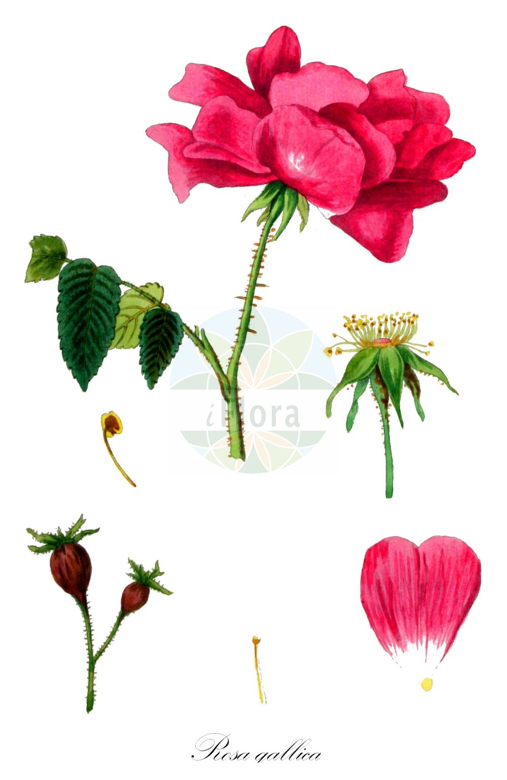 Historische Abbildung von Rosa gallica (Essig-Rose - Red Rose). Das Bild zeigt Blatt, Bluete, Frucht und Same. ---- Historical Drawing of Rosa gallica (Essig-Rose - Red Rose). The image is showing leaf, flower, fruit and seed.(Rosa gallica,Essig-Rose,Red Rose,Rosa arvina,Rosa assimilis,Rosa atropurpurea,Rosa austriaca,Rosa belgica,Rosa chrshanovskii,Rosa cordata,Rosa cordifolia,Rosa crenatula,Rosa czackiana,Rosa grossheimii,Rosa holosericea,Rosa homoacantha,Rosa humilis,Rosa krynkensis,Rosa livescens,Rosa mirogojana,Rosa oligacantha,Rosa olympica,Rosa parviuscula,Rosa pinnatifida,Rosa pumila,Rosa pygmaea,Rosa racemosa,Rosa ratomsciana,Rosa repens,Rosa rhodanii,Rosa rubra,Rosa ruralis,Rosa schistosa,Rosa subpygmaea,Rosa sylvatica,Rosa talijevii,Rosa tauriae,Rosa ucrainica,Rosa umbrosa,Rosa velutinaeflora,Rosa virescens,Rosa gallica,Essig-Rose,Red Rose,French Rose,Provence Rose,Red Rose Of Lancaster,Rosa,Rose,Rose,Rosaceae,Rosengewächse,Rose family,Blatt,Bluete,Frucht,Same,leaf,flower,fruit,seed,Kops (1800-1934))