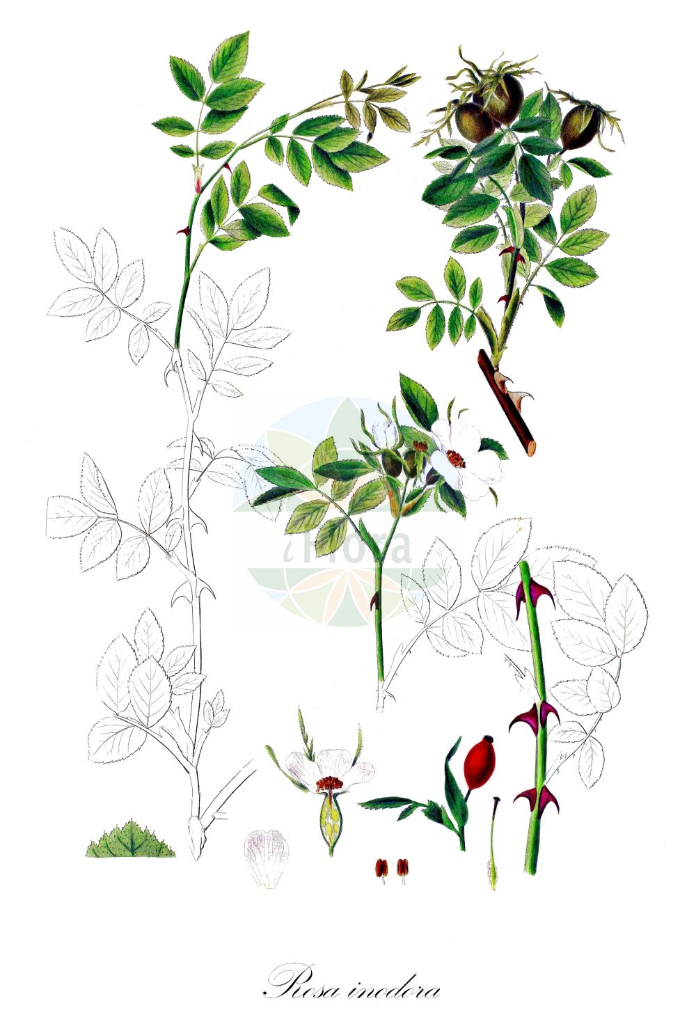 Historische Abbildung von Rosa inodora (Duftarme Rose - Scentless Rose). Das Bild zeigt Blatt, Bluete, Frucht und Same. ---- Historical Drawing of Rosa inodora (Duftarme Rose - Scentless Rose). The image is showing leaf, flower, fruit and seed.(Rosa inodora,Duftarme Rose,Scentless Rose,Rosa aspera,Rosa berdaui,Rosa bernardii,Rosa billetii,Rosa boullui,Rosa bouvieri,Rosa briacensis,Rosa cheriensis,Rosa cornazii,Rosa cymosa,Rosa elliptica,Rosa graveolens,Rosa inodora,Rosa jordanii,Rosa laevipes,Rosa lugdunensis,Rosa popekii,Rosa pseudograveolens,Rosa rothomagensis,Rosa sauteri,Rosa scopulorum,Rosa szaboi,Rosa viscaria subsp. elliptica,Duftarme Rose,Scentless Rose,Rosa,Rose,Rose,Rosaceae,Rosengewächse,Rose family,Blatt,Bluete,Frucht,Same,leaf,flower,fruit,seed,Oeder (1761-1883))