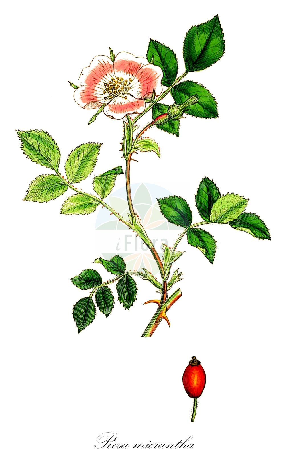 Historische Abbildung von Rosa micrantha (Kleinblütige Rose - Small-flowered Sweet-Briar). Das Bild zeigt Blatt, Bluete, Frucht und Same. ---- Historical Drawing of Rosa micrantha (Kleinblütige Rose - Small-flowered Sweet-Briar). The image is showing leaf, flower, fruit and seed.(Rosa micrantha,Kleinblütige Rose,Small-flowered Sweet-Briar,Chabertia micrantha,Rosa arcadiensis,Rosa candida,Rosa delphinensis,Rosa diminuta,Rosa dorica,Rosa escurialensis,Rosa ferociformis,Rosa hirciana,Rosa histrix,Rosa hungarica,Rosa lactiflora,Rosa lantoscana,Rosa lemanii,Rosa libertiana,Rosa lusseri,Rosa meridionalis,Rosa micrantha,Rosa monroyi,Rosa nemoralis,Rosa nemorosa,Rosa oblongicalyx,Rosa operta,Rosa parvula,Rosa permixta,Rosa perparva,Rosa polyacantha,Rosa pommaretii,Rosa salvanensis,Rosa septicola,Rosa septicoloides,Rosa sphaerophora,Rosa subspoliata,Rosa trinacriae,Rosa vaillantiana,Rosa viscida,Kleinbluetige Rose,Small-flowered Sweet-Briar,Smallflower Sweetbrier,Rosa,Rose,Rose,Rosaceae,Rosengewächse,Rose family,Blatt,Bluete,Frucht,Same,leaf,flower,fruit,seed,Sowerby (1790-1813))