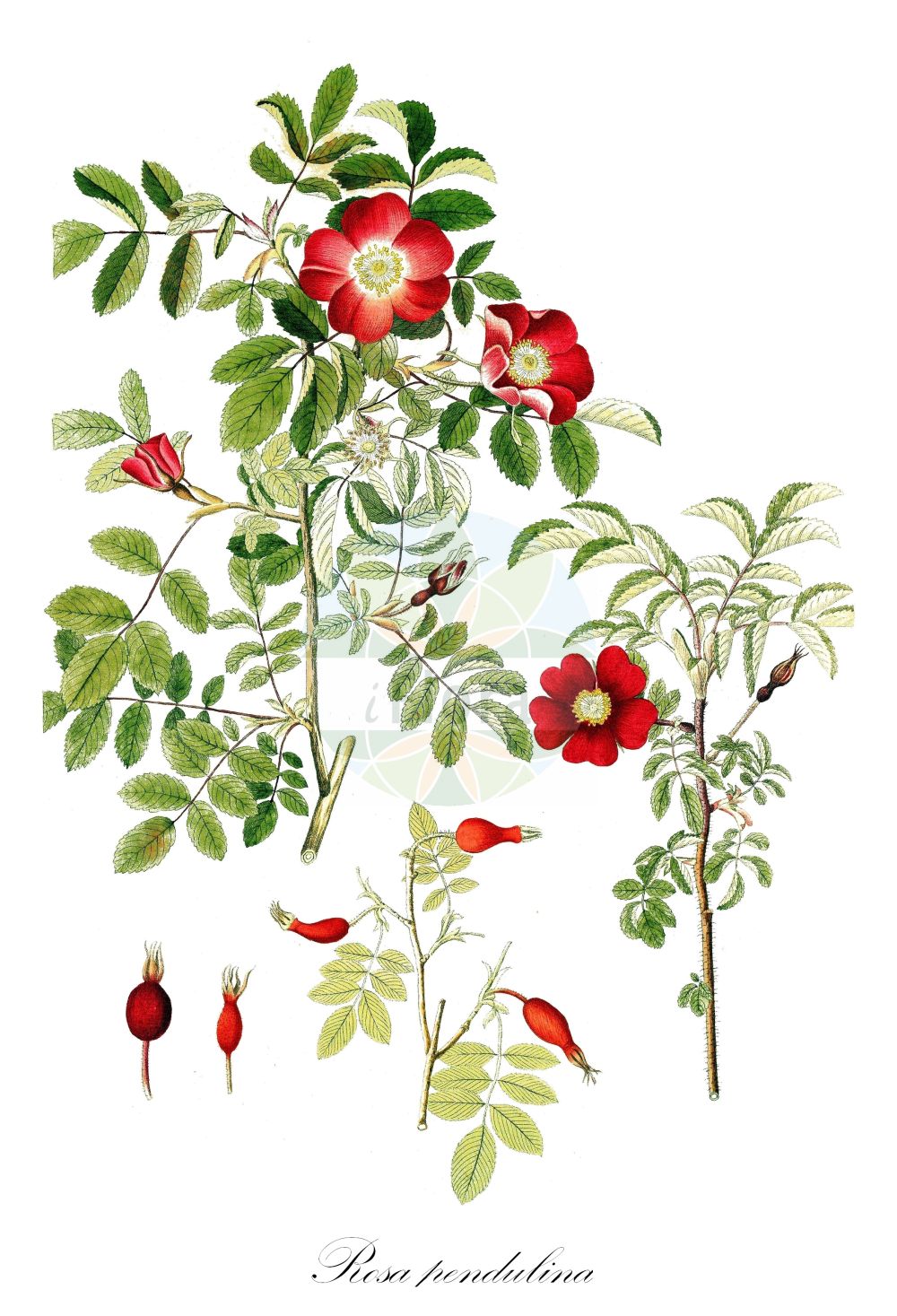 Historische Abbildung von Rosa pendulina (Alpen-Rose - Alpine Rose). Das Bild zeigt Blatt, Bluete, Frucht und Same. ---- Historical Drawing of Rosa pendulina (Alpen-Rose - Alpine Rose). The image is showing leaf, flower, fruit and seed.(Rosa pendulina,Alpen-Rose,Alpine Rose,Ozanonia alpina,Rosa adenophora,Rosa adjecta,Rosa affinis,Rosa alpiniformis,Rosa balsamea,Rosa brandisii,Rosa cinnamomea,Rosa coccialba,Rosa diplacantha,Rosa glandulosa,Rosa lagenaria,Rosa odoratissima,Rosa pendula,Rosa pendulina,Rosa pyrenaica,Rosa reversa,Rosa rupestris,Rosa semisimplex,Rosa stenodonta,Rosa tenuiflora,Rosa villarsii,Rosa alpina,Alpen-Rose,Haengefrucht-Rose,Alpine Rose,Cinnamon Rose,Drooping Rose,Rosa,Rose,Rose,Rosaceae,Rosengewächse,Rose family,Blatt,Bluete,Frucht,Same,leaf,flower,fruit,seed)