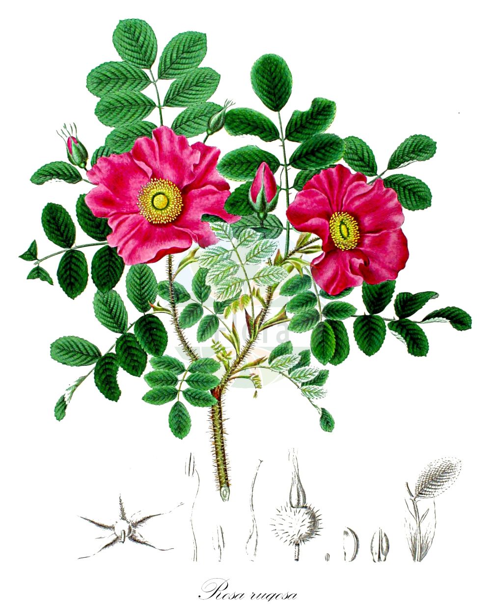 Historische Abbildung von Rosa rugosa (Kartoffel-Rose - Japanese Rose). Das Bild zeigt Blatt, Bluete, Frucht und Same. ---- Historical Drawing of Rosa rugosa (Kartoffel-Rose - Japanese Rose). The image is showing leaf, flower, fruit and seed.(Rosa rugosa,Kartoffel-Rose,Japanese Rose,Rosa andreae,Rosa coruscans,Rosa regeliana,Rosa rugosa,Kartoffel-Rose,Runzel-Rose,Japanese Rose,Hedgerow Rose,Ramanas Rose,Rugosa Rose,Turkestan Rose,Rosa,Rose,Rose,Rosaceae,Rosengewächse,Rose family,Blatt,Bluete,Frucht,Same,leaf,flower,fruit,seed,von Siebold & Zuccarini (1835-1875))