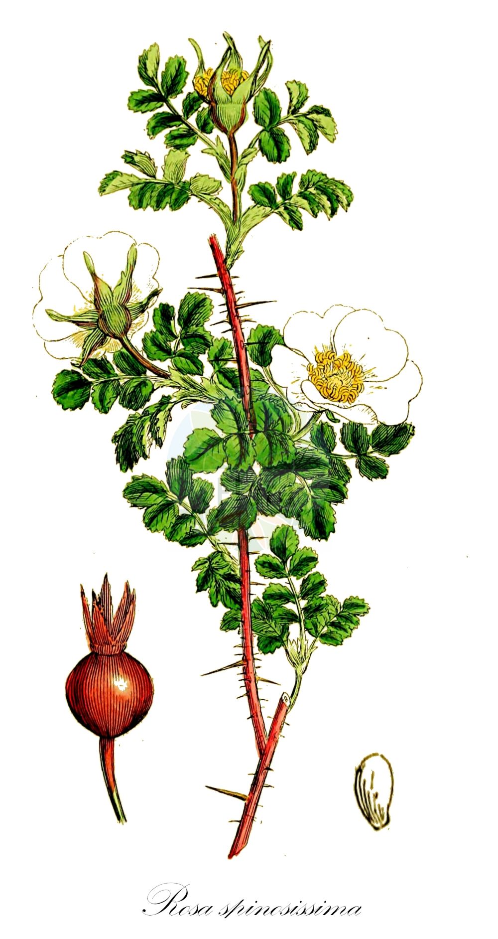 Historische Abbildung von Rosa spinosissima (Bibernell-Rose - Burnet Rose). Das Bild zeigt Blatt, Bluete, Frucht und Same. ---- Historical Drawing of Rosa spinosissima (Bibernell-Rose - Burnet Rose). The image is showing leaf, flower, fruit and seed.(Rosa spinosissima,Bibernell-Rose,Burnet Rose,Rosa agustiana,Rosa besseri,Rosa borealis,Rosa chamaerhodon,Rosa consimilis,Rosa elasmacantha,Rosa gentilis,Rosa granatensis,Rosa grandiflora,Rosa hispida,Rosa hracziana,Rosa humensis,Rosa javalambrensis,Rosa lutescens,Rosa macropoda,Rosa mathonnetii,Rosa melanocarpa,Rosa microcarpa,Rosa mitissima,Rosa myriacantha,Rosa pimpinellifolia,Rosa poteriifolia,Rosa pulchella,Rosa ripartii,Rosa rubella,Rosa rupincola,Rosa scotica,Rosa sibirica,Rosa spreta,Rosa taeckholmii,Rosa tschatyrdagii,Rosa spinosissima,Bibernell-Rose,Bibernellblaettrige Rose,Pimpinell-Rose,Reichstachelige Rose,Stacheligste Rose,Burnet Rose,Scotch Rose,Scottish Rose,Rosa,Rose,Rose,Rosaceae,Rosengewächse,Rose family,Blatt,Bluete,Frucht,Same,leaf,flower,fruit,seed,Sowerby (1790-1813))