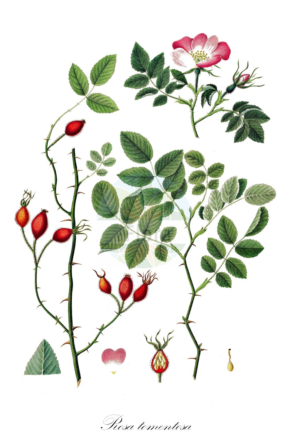 Historische Abbildung von Rosa tomentosa (Filz-Rose - Harsh Downy-rose). Das Bild zeigt Blatt, Bluete, Frucht und Same. ---- Historical Drawing of Rosa tomentosa (Filz-Rose - Harsh Downy-rose). The image is showing leaf, flower, fruit and seed.(Rosa tomentosa,Filz-Rose,Harsh Downy-rose,Rosa attenuata,Rosa barcensis,Rosa billotiana,Rosa billotii,Rosa borkhausenii,Rosa britannica,Rosa carbonariensis,Rosa cardanica,Rosa cetica,Rosa cineracea,Rosa cinerascens,Rosa cuspidata,Rosa dimorpha,Rosa farinosa,Rosa gussenbaueri,Rosa herculis,Rosa hurstiana,Rosa inclinita,Rosa insidiosa,Rosa javorkae,Rosa lanuginosa,Rosa micans,Rosa pallidiflora,Rosa polonica,Rosa properata,Rosa pseudocaryophyllacea,Rosa pseudocuspidata,Rosa pseudofarinosa,Rosa pseudoterebinthinacea,Rosa pseudotomentosa,Rosa sendtneri,Rosa setulosa,Rosa subpomifera,Rosa suffertii,Rosa thuringiaca,Rosa velutina,Rosa viscosa,Rosa zabelii,Rosa tomentosa,Filz-Rose,Harsh Downy-rose,Downy Rose,Whitewoolly Rose,Rosa,Rose,Rose,Rosaceae,Rosengewächse,Rose family,Blatt,Bluete,Frucht,Same,leaf,flower,fruit,seed,Oeder (1761-1883))