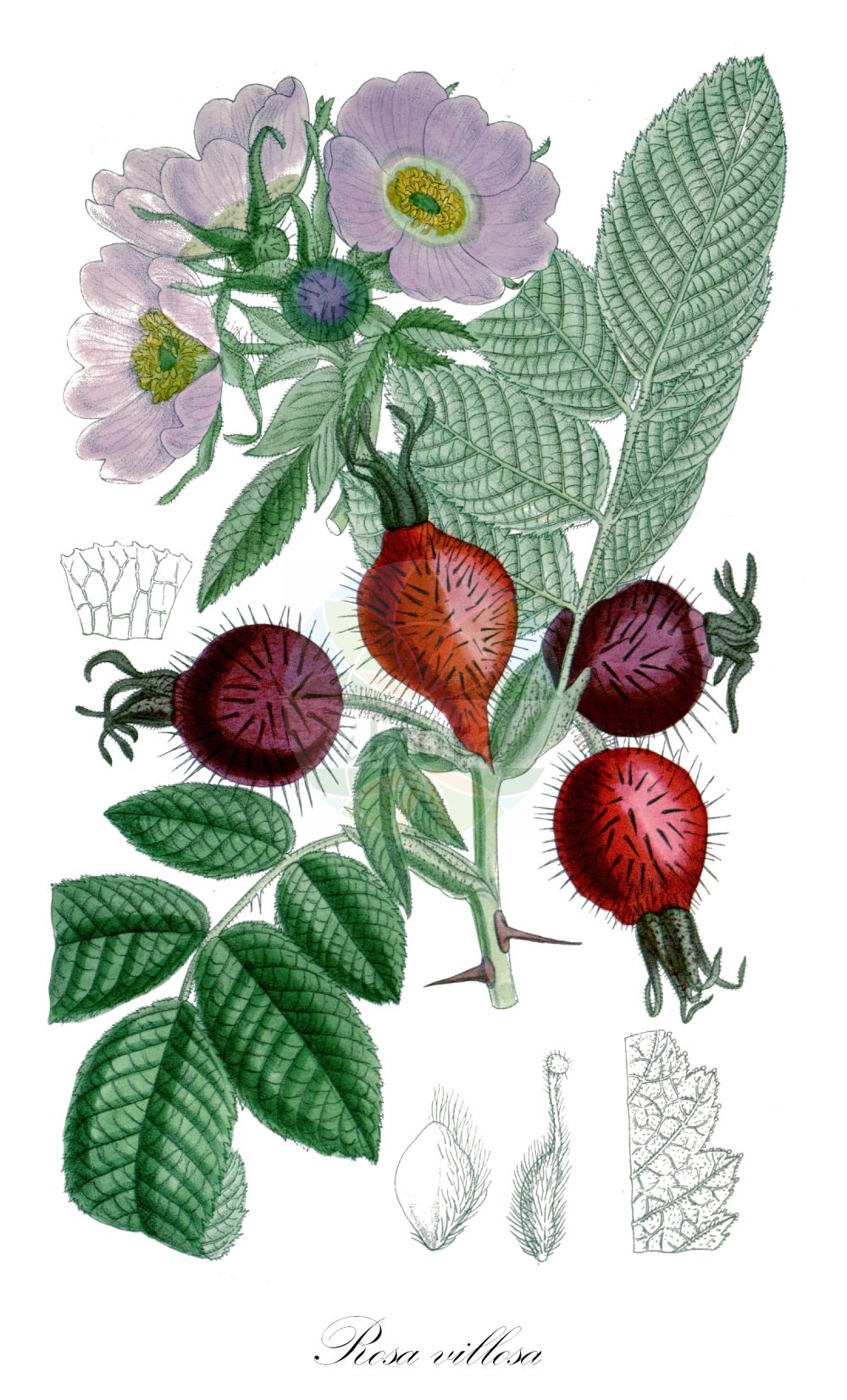 Historische Abbildung von Rosa villosa (Apfel-Rose - Apple Rose). Das Bild zeigt Blatt, Bluete, Frucht und Same. ---- Historical Drawing of Rosa villosa (Apfel-Rose - Apple Rose). The image is showing leaf, flower, fruit and seed.(Rosa villosa,Apfel-Rose,Apple Rose,Rosa alpicola,Rosa arduennensis,Rosa australis,Rosa borissovae,Rosa ciliatopetala,Rosa cognata,Rosa coziae,Rosa dicksonii,Rosa friburgensis,Rosa gaudinii,Rosa glutinosa,Rosa grenieri,Rosa ledebourii,Rosa minuta,Rosa osmodendron,Rosa pomifera,Rosa recondita,Rosa resinosa,Rosa sancti-andreae,Rosa villosa,Apfel-Rose,Apple Rose,Virginia Rose,Rosa,Rose,Rose,Rosaceae,Rosengewächse,Rose family,Blatt,Bluete,Frucht,Same,leaf,flower,fruit,seed)
