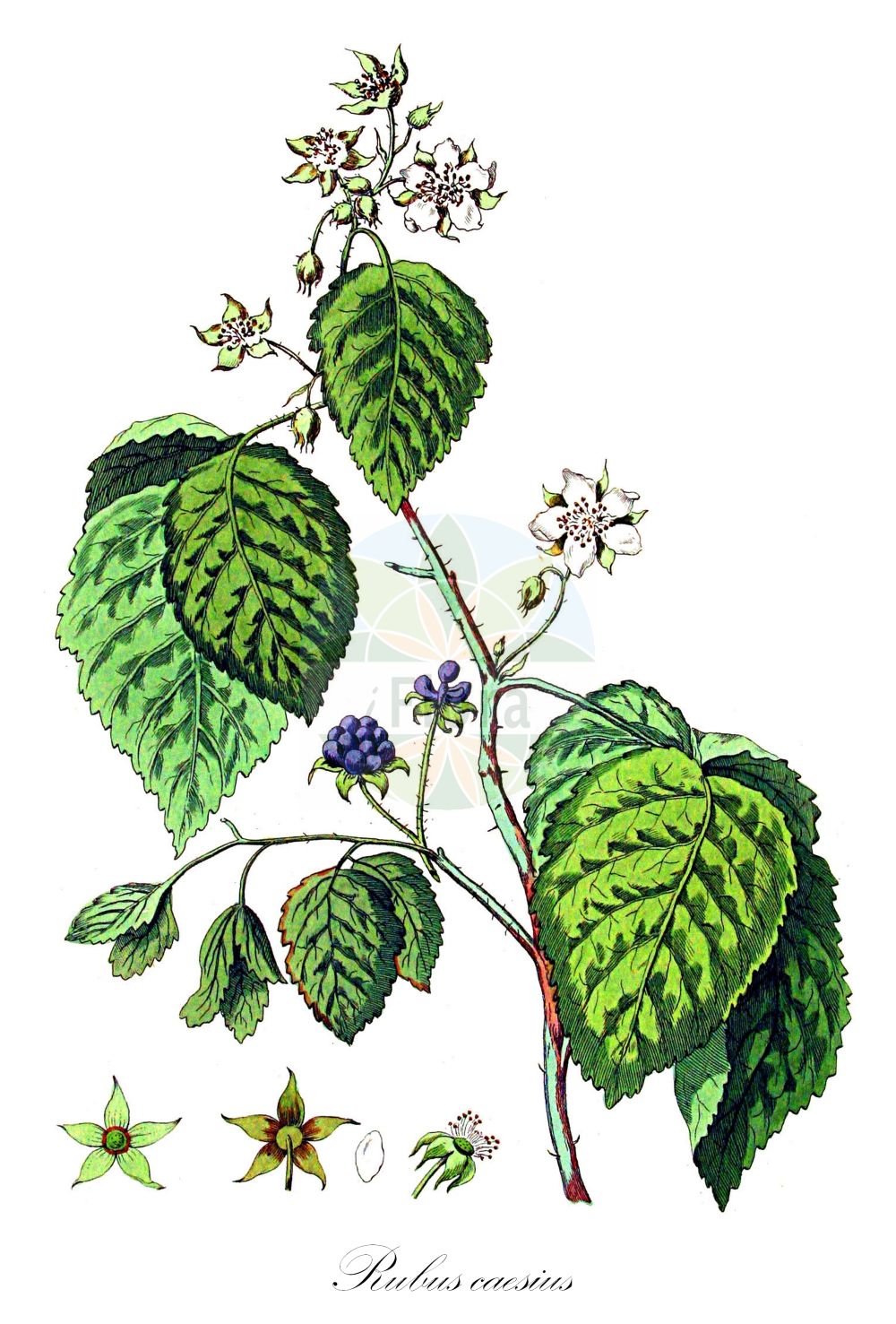 Historische Abbildung von Rubus caesius (Kratzbeere - Dewberry). Das Bild zeigt Blatt, Bluete, Frucht und Same. ---- Historical Drawing of Rubus caesius (Kratzbeere - Dewberry). The image is showing leaf, flower, fruit and seed.(Rubus caesius,Kratzbeere,Dewberry,Rubus caesius,Rubus coeruleus,Rubus humilis,Rubus ligerinus,Rubus mitissimus,Rubus rivalis,Rubus sabulosus,Selnorition caesium,Kratzbeere,Auen-Brombeere,Bastard-Himbeere,Bereifte Brombeere,Bockbeere,Dewberry,Blue Bramble,Common Dewberry,European Dewberry,Rubus,Brombeere,Raspberry,Rosaceae,Rosengewächse,Rose family,Blatt,Bluete,Frucht,Same,leaf,flower,fruit,seed,Kops (1800-1934))