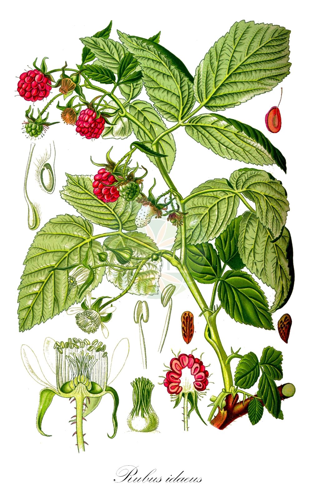 Historische Abbildung von Rubus idaeus (Himbeere - Raspberry). Das Bild zeigt Blatt, Bluete, Frucht und Same. ---- Historical Drawing of Rubus idaeus (Himbeere - Raspberry). The image is showing leaf, flower, fruit and seed.(Rubus idaeus,Himbeere,Raspberry,Batidaea idaea,Rubus fragrans,Rubus frambaesianus,Rubus idaeus,Himbeere,Raspberry,European Red Raspberry,American Red Raspberry,Red Raspberry,Rubus,Brombeere,Raspberry,Rosaceae,Rosengewächse,Rose family,Blatt,Bluete,Frucht,Same,leaf,flower,fruit,seed,Thomé (1885))