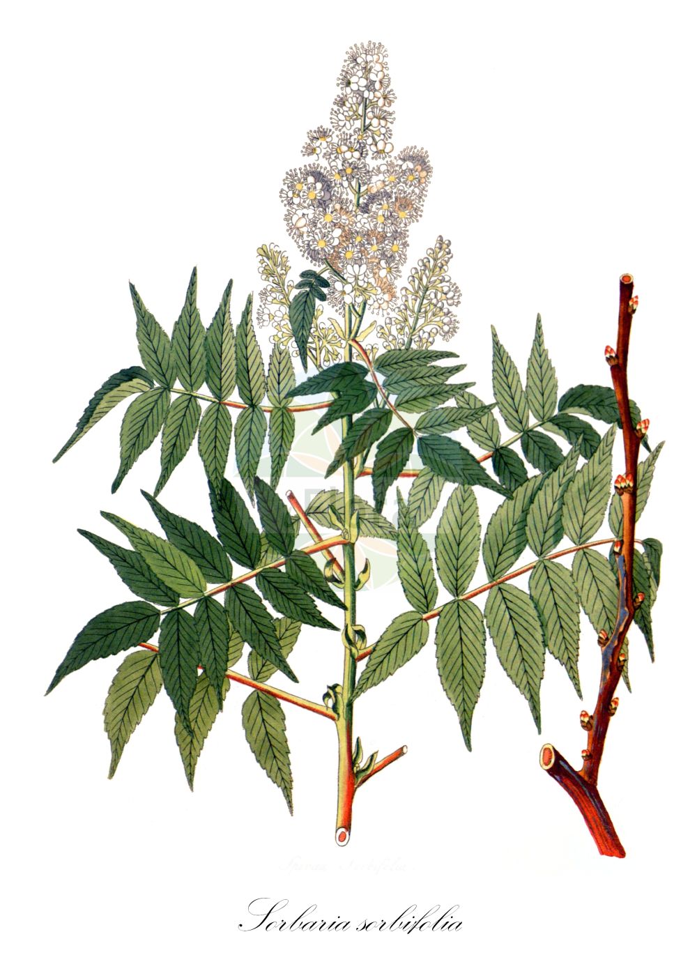 Historische Abbildung von Sorbaria sorbifolia (Sorbaria). Das Bild zeigt Blatt, Bluete, Frucht und Same. ---- Historical Drawing of Sorbaria sorbifolia (Sorbaria). The image is showing leaf, flower, fruit and seed.(Sorbaria sorbifolia,Sorbaria,Basilima sorbifolia,Schizonotus sorbifolius,Sorbaria sorbifolia,Spiraea pinnata,Sorbaria,Rosaceae,Rosengewächse,Rose family,Blatt,Bluete,Frucht,Same,leaf,flower,fruit,seed,Krauss (1802f))