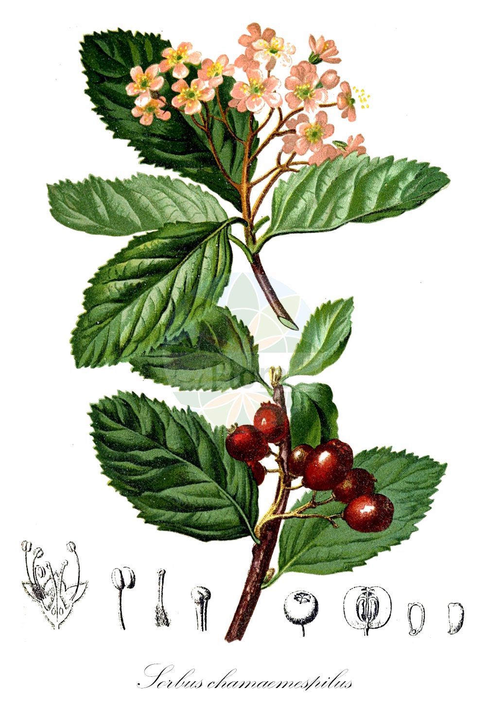 Historische Abbildung von Sorbus chamaemespilus (Zwerg-Mehlbeere - Dwarf Whitebeam). Das Bild zeigt Blatt, Bluete, Frucht und Same. ---- Historical Drawing of Sorbus chamaemespilus (Zwerg-Mehlbeere - Dwarf Whitebeam). The image is showing leaf, flower, fruit and seed.(Sorbus chamaemespilus,Zwerg-Mehlbeere,Dwarf Whitebeam,Aria chamaemespilus,Aria crantzii,Aronia chamaemespilus,Azarolus chamaemespilus,Chamaemespilus alpina,Chamaemespilus humilis,Crataegus chamaemespilus,Crataegus humilis,Hahnia chamaemespilus,Lazarolus chamaemespilus,Mespilus chamaemespilus,Pyrenia chamaemespilus,Pyrus alpina,Pyrus chamaemespilus,Sorbus cerasoides,Sorbus chamaemespilus,Sorbus dentosa,Sorbus pilosula,Sorbus purpurea,Zwerg-Mehlbeere,Alpen-Zwergmispel,Filzige Zwerg-Mehlbeere,Dwarf Whitebeam,Dwarf Medlar,False Medlar,Sorbus,Vogelbeere,White Beam,Rosaceae,Rosengewächse,Rose family,Blatt,Bluete,Frucht,Same,leaf,flower,fruit,seed,Hartinger & von Dalla Torre (1806f))