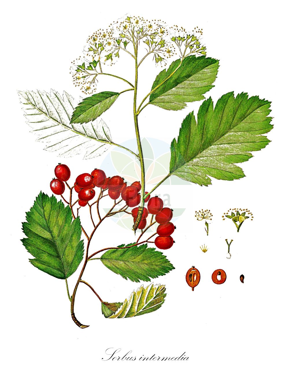 Historische Abbildung von Sorbus intermedia (Schwedische Mehlbeere - Swedish Whitebeam). Das Bild zeigt Blatt, Bluete, Frucht und Same. ---- Historical Drawing of Sorbus intermedia (Schwedische Mehlbeere - Swedish Whitebeam). The image is showing leaf, flower, fruit and seed.(Sorbus intermedia,Schwedische Mehlbeere,Swedish Whitebeam,Aria intermedia,Aria scandica,Aria suecica,Azarolus intermedia,Hahnia intermedia,Hahnia suecica,Lazarolus intermedia,Pyrus intermedia,Pyrus scandica,Pyrus semipinnata,Pyrus suecica,Sorbus intermedia,Sorbus scandica,Sorbus suecica,Schwedische Mehlbeere,Swedish Whitebeam,Cut-leaved Whitebeam,Sorbus,Vogelbeere,White Beam,Rosaceae,Rosengewächse,Rose family,Blatt,Bluete,Frucht,Same,leaf,flower,fruit,seed,Oeder (1761-1883))
