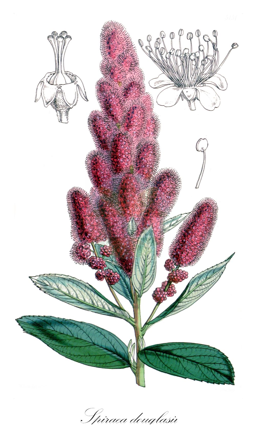 Historische Abbildung von Spiraea douglasii (Steeple-bush). Das Bild zeigt Blatt, Bluete, Frucht und Same. ---- Historical Drawing of Spiraea douglasii (Steeple-bush). The image is showing leaf, flower, fruit and seed.(Spiraea douglasii,Steeple-bush,Drimopogon douglasii,Drimopogon menziesii,Spiraea douglasii,Spiraea,Spierstrauch,Brideworts,Rosaceae,Rosengewächse,Rose family,Blatt,Bluete,Frucht,Same,leaf,flower,fruit,seed,Fitch et al. (1880))