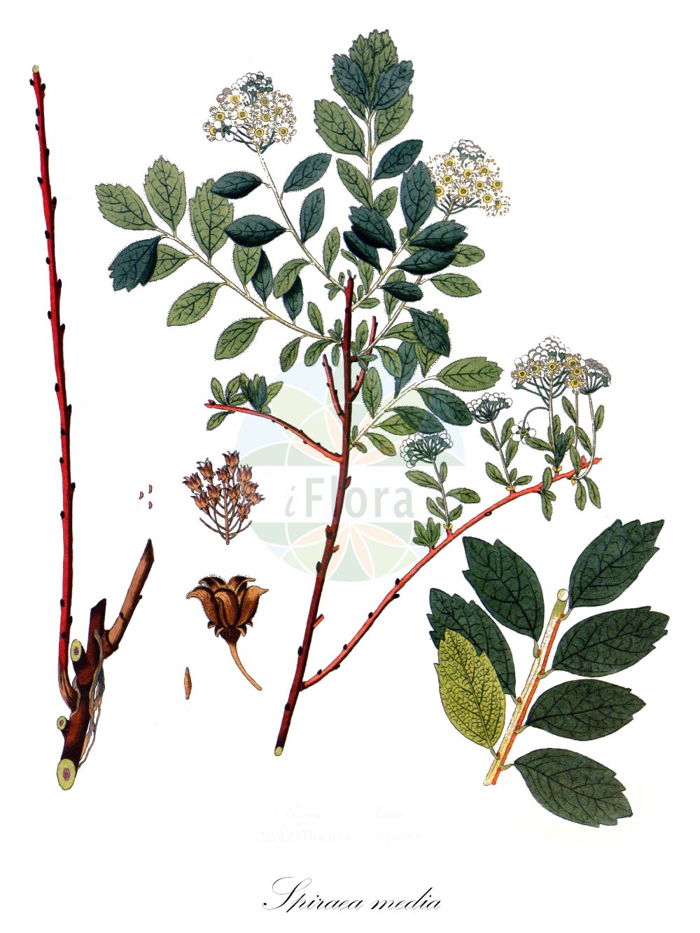 Historische Abbildung von Spiraea media (Russian Spiraea). Das Bild zeigt Blatt, Bluete, Frucht und Same. ---- Historical Drawing of Spiraea media (Russian Spiraea). The image is showing leaf, flower, fruit and seed.(Spiraea media,Russian Spiraea,Spiraea media,Spiraea,Spierstrauch,Brideworts,Rosaceae,Rosengewächse,Rose family,Blatt,Bluete,Frucht,Same,leaf,flower,fruit,seed,Krauss (1802f))