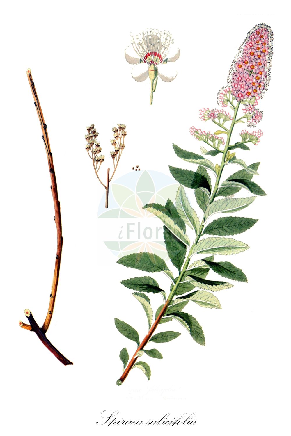 Historische Abbildung von Spiraea salicifolia (Bridewort). Das Bild zeigt Blatt, Bluete, Frucht und Same. ---- Historical Drawing of Spiraea salicifolia (Bridewort). The image is showing leaf, flower, fruit and seed.(Spiraea salicifolia,Bridewort,Spiraea humilis,Spiraea salicifolia,Spiraea virgata,Spiraea,Spierstrauch,Brideworts,Rosaceae,Rosengewächse,Rose family,Blatt,Bluete,Frucht,Same,leaf,flower,fruit,seed,Krauss (1802f))