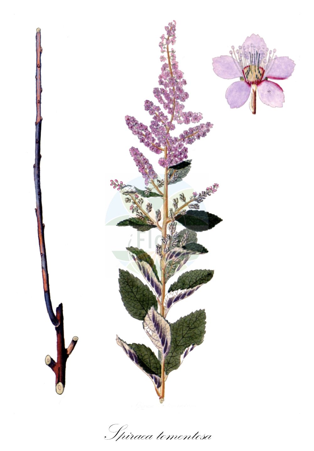 Historische Abbildung von Spiraea tomentosa (Gelbfilziger Spierstrauch - Hardhack). Das Bild zeigt Blatt, Bluete, Frucht und Same. ---- Historical Drawing of Spiraea tomentosa (Gelbfilziger Spierstrauch - Hardhack). The image is showing leaf, flower, fruit and seed.(Spiraea tomentosa,Gelbfilziger Spierstrauch,Hardhack,Drimopogon ferruginea,Drimopogon glomerata,Drimopogon parvifolia,Drimopogon rosea,Drimopogon tomentosa,Spiraea ferruginea,Spiraea glomerata,Spiraea parviflora,Spiraea rosea,Spiraea tomentosa,Gelbfilziger Spierstrauch,Hardhack,Steeplebush,Spiraea,Spierstrauch,Brideworts,Rosaceae,Rosengewächse,Rose family,Blatt,Bluete,Frucht,Same,leaf,flower,fruit,seed,Krauss (1802f))