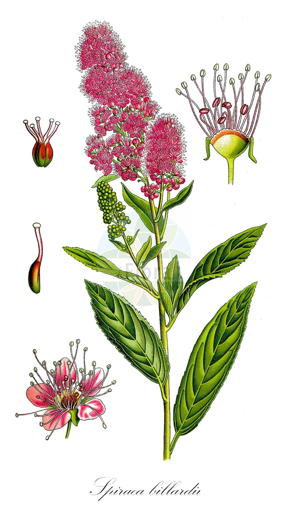 Historische Abbildung von Spiraea billardii (Billards Spierstrauch - Billard's Bridewort). ---- Historical Drawing of Spiraea billardii (Billards Spierstrauch - Billard's Bridewort).(Spiraea billardii,Billards Spierstrauch,Billard's Bridewort,Spiraea billardii,Billards Spierstrauch,Billard's Bridewort,Spiraea,Spierstrauch,Brideworts,Rosaceae,Rosengewächse,Rose family,Thomé (1885))