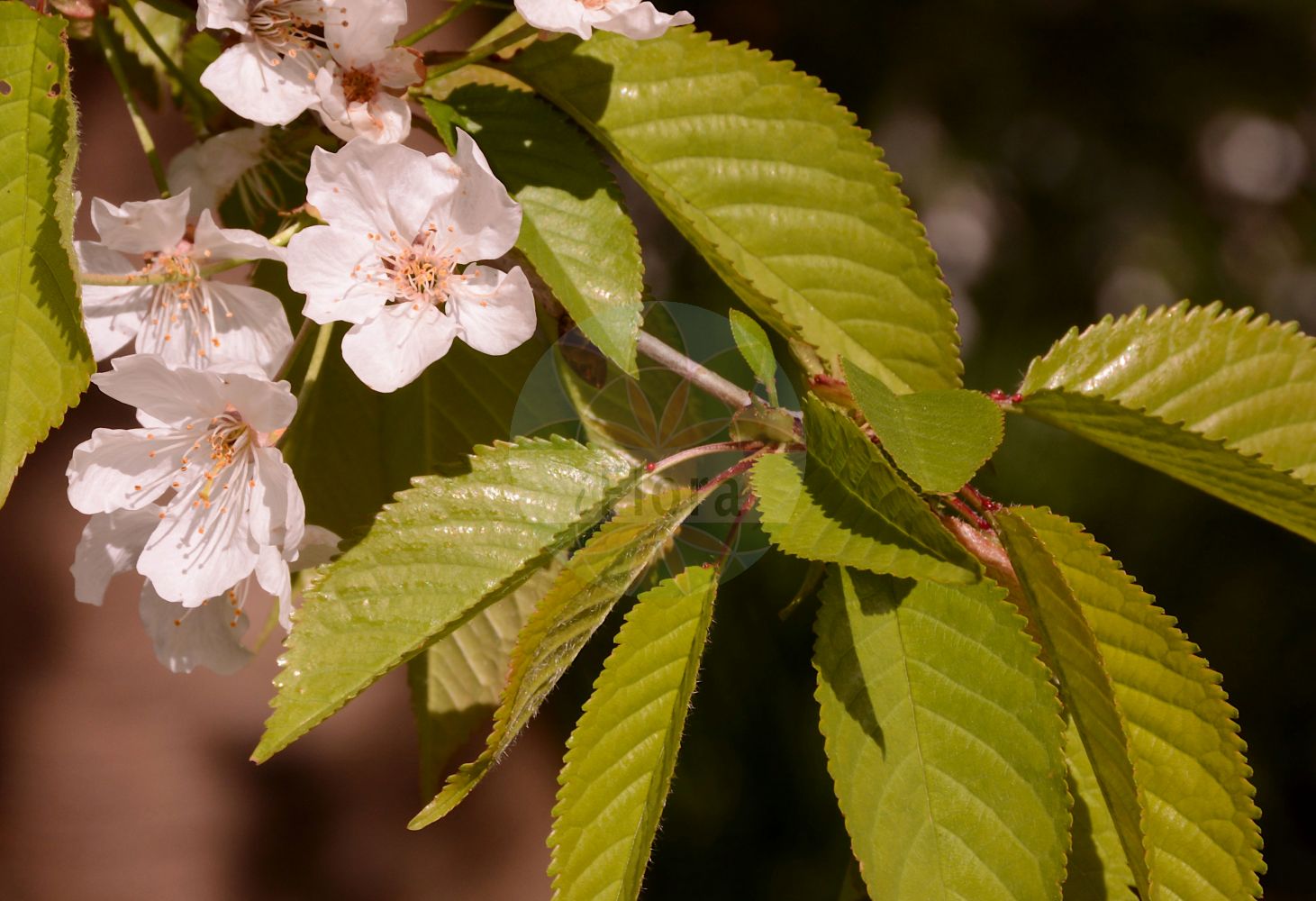 Foto von Prunus avium (Vogel-Kirsche - Wild Cherry). Das Bild zeigt Blatt und Bluete. Das Foto wurde in Köln, Nordrhein-Westfalen, Deutschland aufgenommen. ---- Photo of Prunus avium (Vogel-Kirsche - Wild Cherry). The image is showing leaf and flower. The picture was taken in Cologne, North Rhine-Westphalia, Germany.(Prunus avium,Vogel-Kirsche,Wild Cherry,Cerasus avicularis,Cerasus avium,Cerasus dulcis,Cerasus duracina,Cerasus hortensis,Cerasus juliana,Cerasus nigra,Cerasus nigricans,Cerasus silvestris,Cerasus varia,Druparia avium,Prunus avium,Prunus duracina,Prunus juliana,Prunus nigricans,Prunus varia,Vogel-Kirsche,Wild-Kirsche,Wild Cherry,Cherry,Gean,Mazzard,Sweet Cherry,Prunus,Kirsche,Plum,Rosaceae,Rosengewächse,Rose family,Blatt,Bluete,leaf,flower)