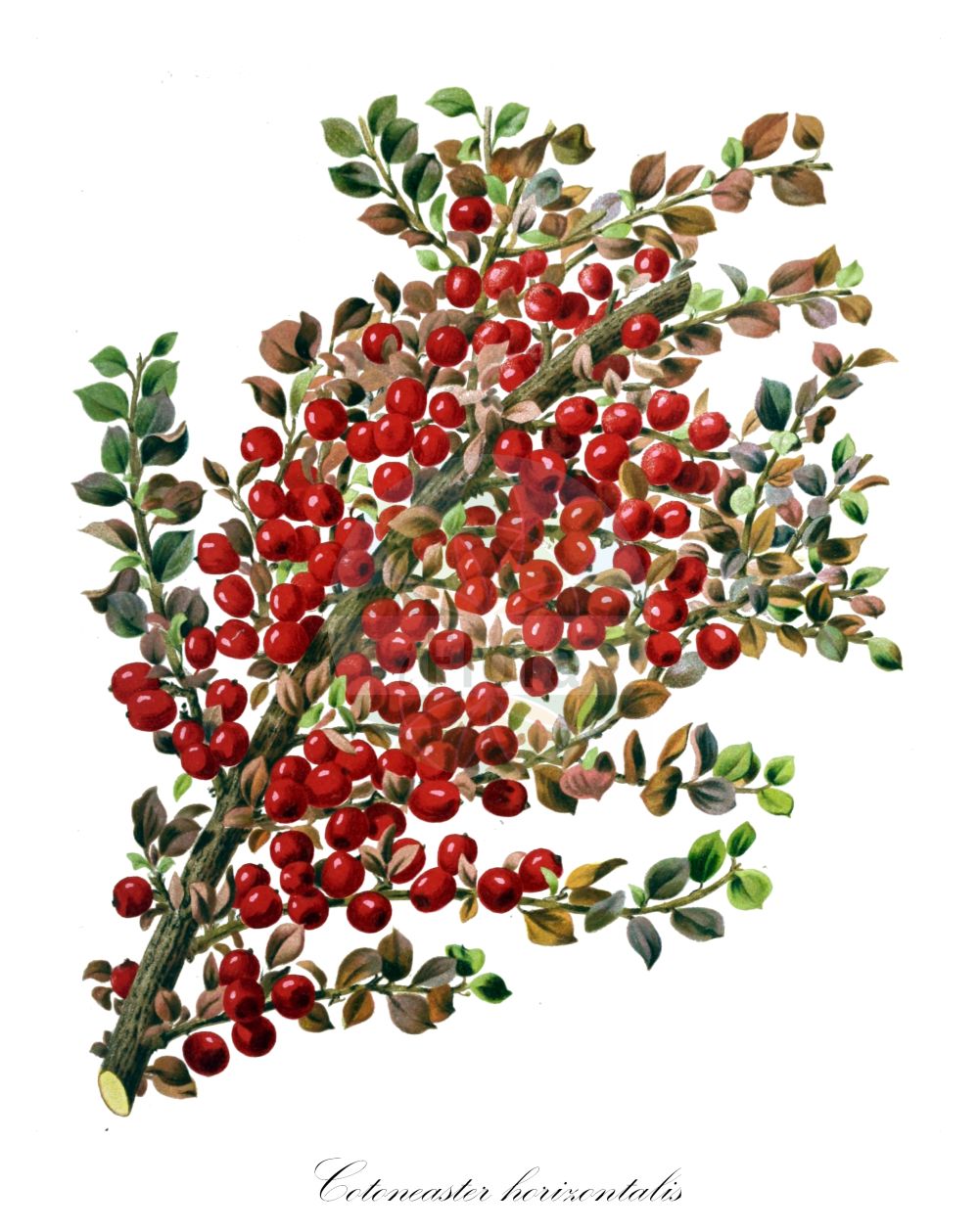 Historische Abbildung von Cotoneaster horizontalis (Wall Cotoneaster). Das Bild zeigt Blatt, Bluete, Frucht und Same. ---- Historical Drawing of Cotoneaster horizontalis (Wall Cotoneaster). The image is showing leaf, flower, fruit and seed.(Cotoneaster horizontalis,Wall Cotoneaster,Cotoneaster horizontalis,Cotoneaster,Zwergmispel,Dwarf Cotoneaster,Rosaceae,Rosengewächse,Rose family,Blatt,Bluete,Frucht,Same,leaf,flower,fruit,seed,Revue horticole (1889))
