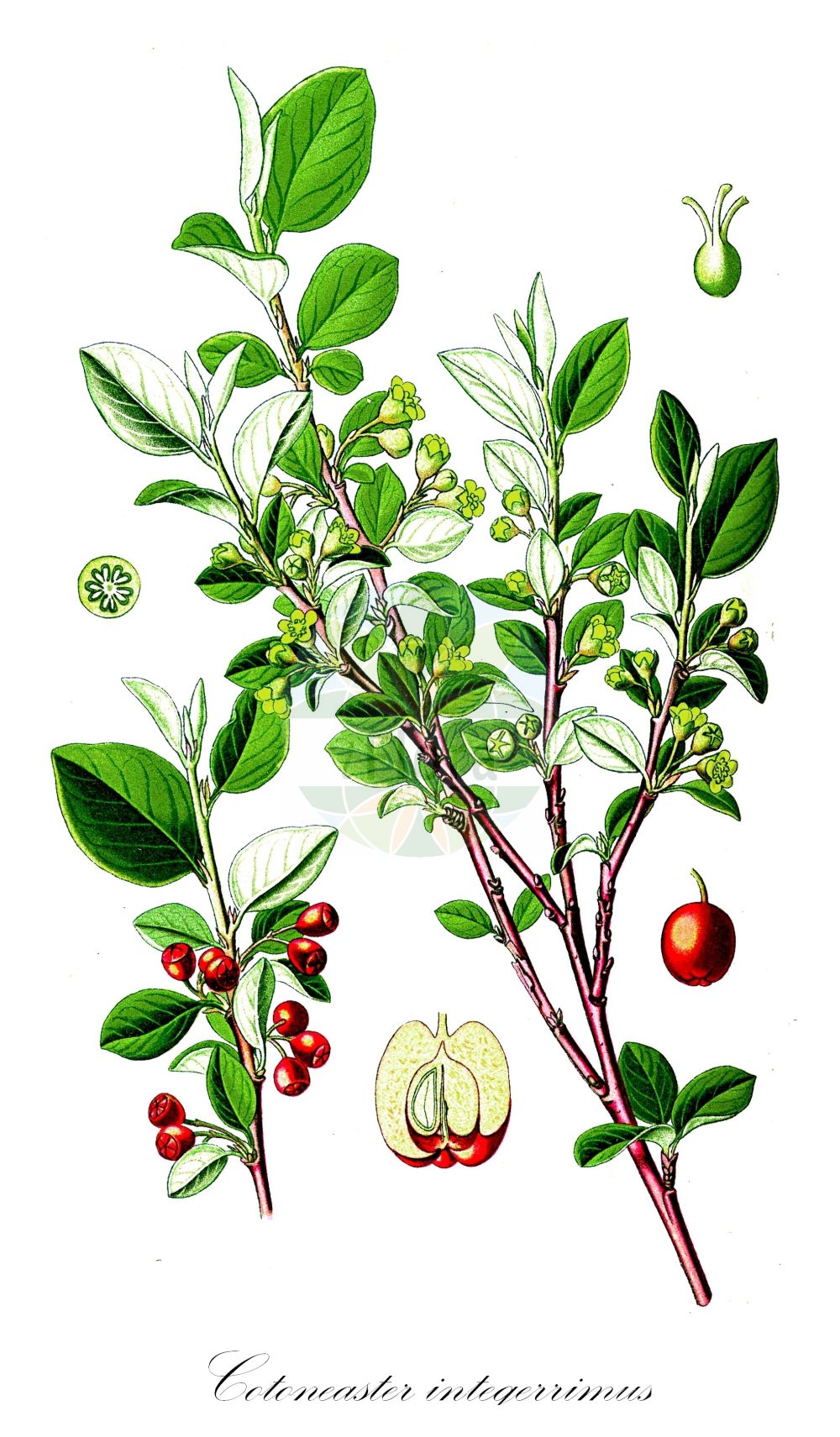 Historische Abbildung von Cotoneaster integerrimus (Felsen-Zwergmispel - European Cotoneaster). Das Bild zeigt Blatt, Bluete, Frucht und Same. ---- Historical Drawing of Cotoneaster integerrimus (Felsen-Zwergmispel - European Cotoneaster). The image is showing leaf, flower, fruit and seed.(Cotoneaster integerrimus,Felsen-Zwergmispel,European Cotoneaster,Cotoneaster cotoneaster,Cotoneaster integerrimus,Cotoneaster scandinavicus,Cotoneaster vulgaris,Crataegus cotoneaster,Gymnopyrenium vulgare,Mespilus cotoneaster,Ostinia cotoneaster,Pyrus cotoneaster,Felsen-Zwergmispel,Gewoehnliche Steinmispel,European Cotoneaster,Wild Cotoneaster,Cotoneaster,Zwergmispel,Dwarf Cotoneaster,Rosaceae,Rosengewächse,Rose family,Blatt,Bluete,Frucht,Same,leaf,flower,fruit,seed,Thomé (1885))
