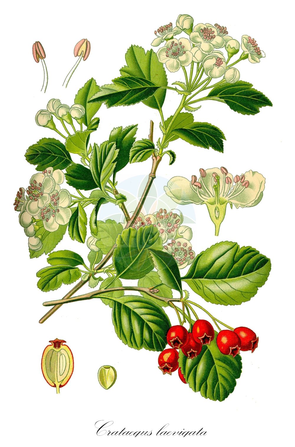 Historische Abbildung von Crataegus laevigata (Zweigriffliger Weißdorn - Midland Hawthorn). Das Bild zeigt Blatt, Bluete, Frucht und Same. ---- Historical Drawing of Crataegus laevigata (Zweigriffliger Weißdorn - Midland Hawthorn). The image is showing leaf, flower, fruit and seed.(Crataegus laevigata,Zweigriffliger Weißdorn,Midland Hawthorn,Crataegus coriacea,Crataegus kuppferi,Crataegus laevigata,Crataegus oxyacanthoides,Crataegus palmstruchii,Crataegus spinosa,Crataegus subinermis,Crataegus walokochiana,Mespilus digyna,Mespilus intermedia,Mespilus laevigata,Mespilus oxyacanthoides,Oxyacantha matthioli,Oxyacantha obtusata,Oxyacantha vulgaris,Zweigriffliger Weissdorn,Grossfrucht-Weissdorn,Stumpflappiger Weissdorn,Zweigriffel-Weissdorn,Zweikern-Weissdorn,Midland Hawthorn,English Hawthorn,Smooth Hawthorn,May,Whitethorn,Crataegus,Weißdorn,Hawthorn,Rosaceae,Rosengewächse,Rose family,Blatt,Bluete,Frucht,Same,leaf,flower,fruit,seed,Thomé (1885))
