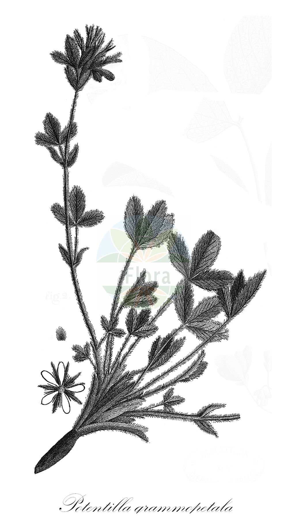 Historische Abbildung von Potentilla grammopetala. Das Bild zeigt Blatt, Bluete, Frucht und Same. ---- Historical Drawing of Potentilla grammopetala. The image is showing leaf, flower, fruit and seed.(Potentilla grammopetala,Potentilla fantolii,Potentilla grammopetala,Potentilla,Fingerkraut,Cinquefoil,Rosaceae,Rosengewächse,Rose family,Blatt,Bluete,Frucht,Same,leaf,flower,fruit,seed,Colla (1835-1837))
