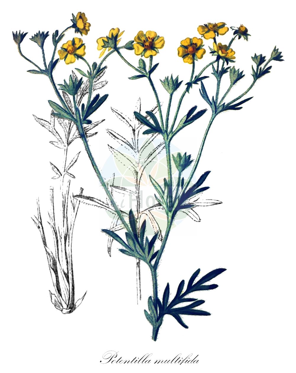 Historische Abbildung von Potentilla multifida. Das Bild zeigt Blatt, Bluete, Frucht und Same. ---- Historical Drawing of Potentilla multifida. The image is showing leaf, flower, fruit and seed.(Potentilla multifida,Fragaria multifida,Potentilla asiae-mediae,Potentilla hypoleuca,Potentilla multifida,Potentilla multifidiformis,Potentilla tenella,Potentilla,Fingerkraut,Cinquefoil,Rosaceae,Rosengewächse,Rose family,Blatt,Bluete,Frucht,Same,leaf,flower,fruit,seed,Seboth & Graf (1879-1884))
