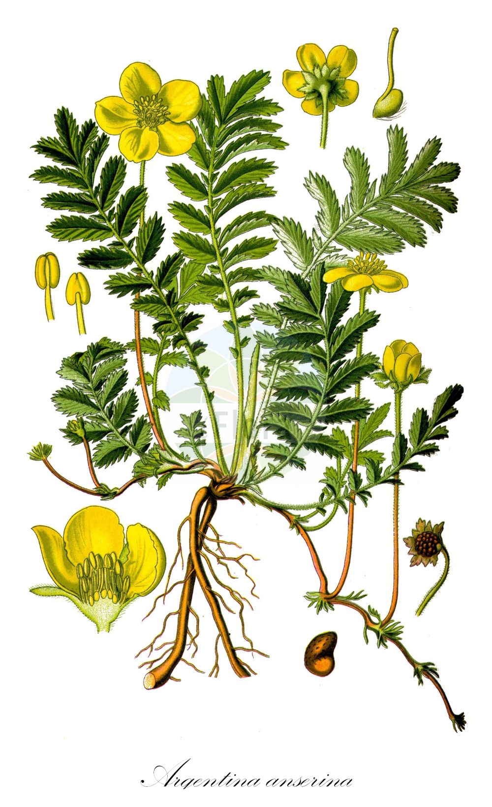 Historische Abbildung von Argentina anserina (Gänse-Fingerkraut - Silverweed). Das Bild zeigt Blatt, Bluete, Frucht und Same. ---- Historical Drawing of Argentina anserina (Gänse-Fingerkraut - Silverweed). The image is showing leaf, flower, fruit and seed.(Argentina anserina,Gänse-Fingerkraut,Silverweed,Argentina anserina,Dactylophyllum anserina,Dasiphora anserina,Fragaria anserina,Potentilla anserina,Tormentilla anserina,Gaense-Fingerkraut,Anserine,Silverweed,Pacific Silverweed,Silverweed Cinquefoil,Argentina,Rosaceae,Rosengewächse,Rose family,Blatt,Bluete,Frucht,Same,leaf,flower,fruit,seed,Thomé (1885))