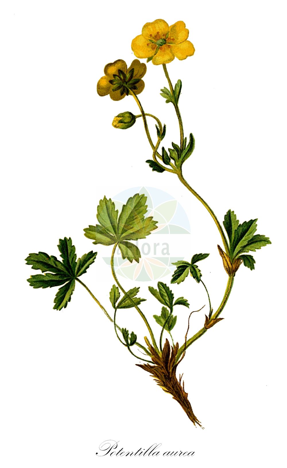 Historische Abbildung von Potentilla aurea (Gold-Fingerkraut - Golden Cinquefoil). Das Bild zeigt Blatt, Bluete, Frucht und Same. ---- Historical Drawing of Potentilla aurea (Gold-Fingerkraut - Golden Cinquefoil). The image is showing leaf, flower, fruit and seed.(Potentilla aurea,Gold-Fingerkraut,Golden Cinquefoil,Fragaria aurea,Potentilla aurea,Gold-Fingerkraut,Golden Cinquefoil,Potentilla,Fingerkraut,Cinquefoil,Rosaceae,Rosengewächse,Rose family,Blatt,Bluete,Frucht,Same,leaf,flower,fruit,seed,Hartinger & von Dalla Torre (1806f))