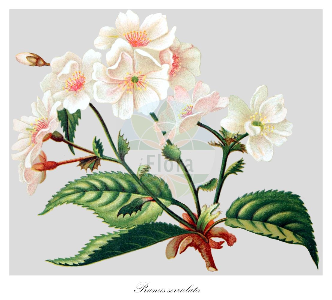 Historische Abbildung von Prunus serrulata (Japanische Blütenkirsche - Japanese Cherry). Das Bild zeigt Blatt, Bluete, Frucht und Same. ---- Historical Drawing of Prunus serrulata (Japanische Blütenkirsche - Japanese Cherry). The image is showing leaf, flower, fruit and seed.(Prunus serrulata,Japanische Blütenkirsche,Japanese Cherry,Prunus serrulata,Japanische Bluetenkirsche,Japanese Cherry,Japanese Flowering Cherry,Oriental Cherry,Prunus,Prunus,Kirsche,Plum,Rosaceae,Rosengewächse,Rose family,Blatt,Bluete,Frucht,Same,leaf,flower,fruit,seed,Gartenflora (1902))